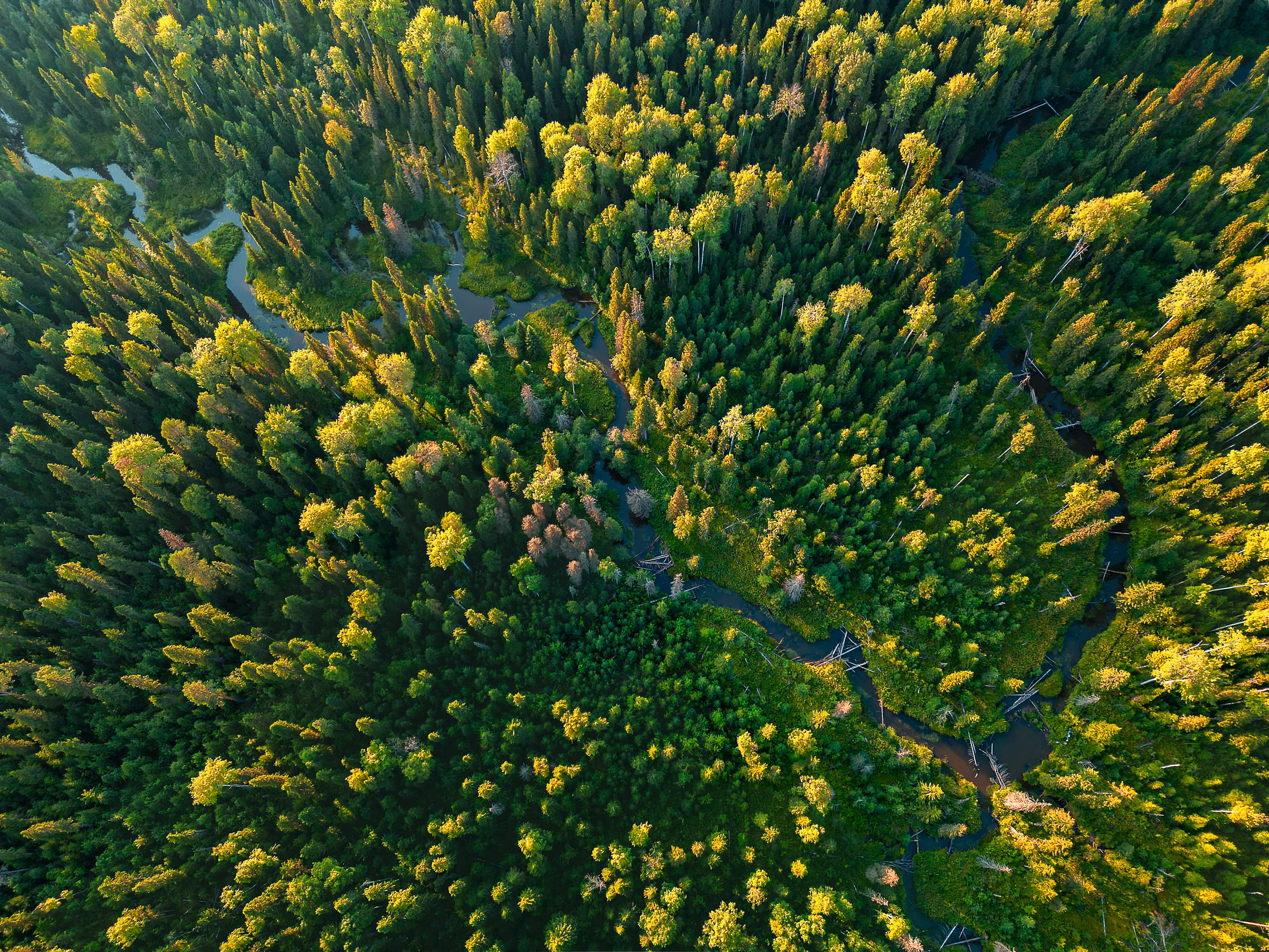 Закат над лесом. Тайга, республика Коми, река Сенюк, нацпарк "Койгородский".