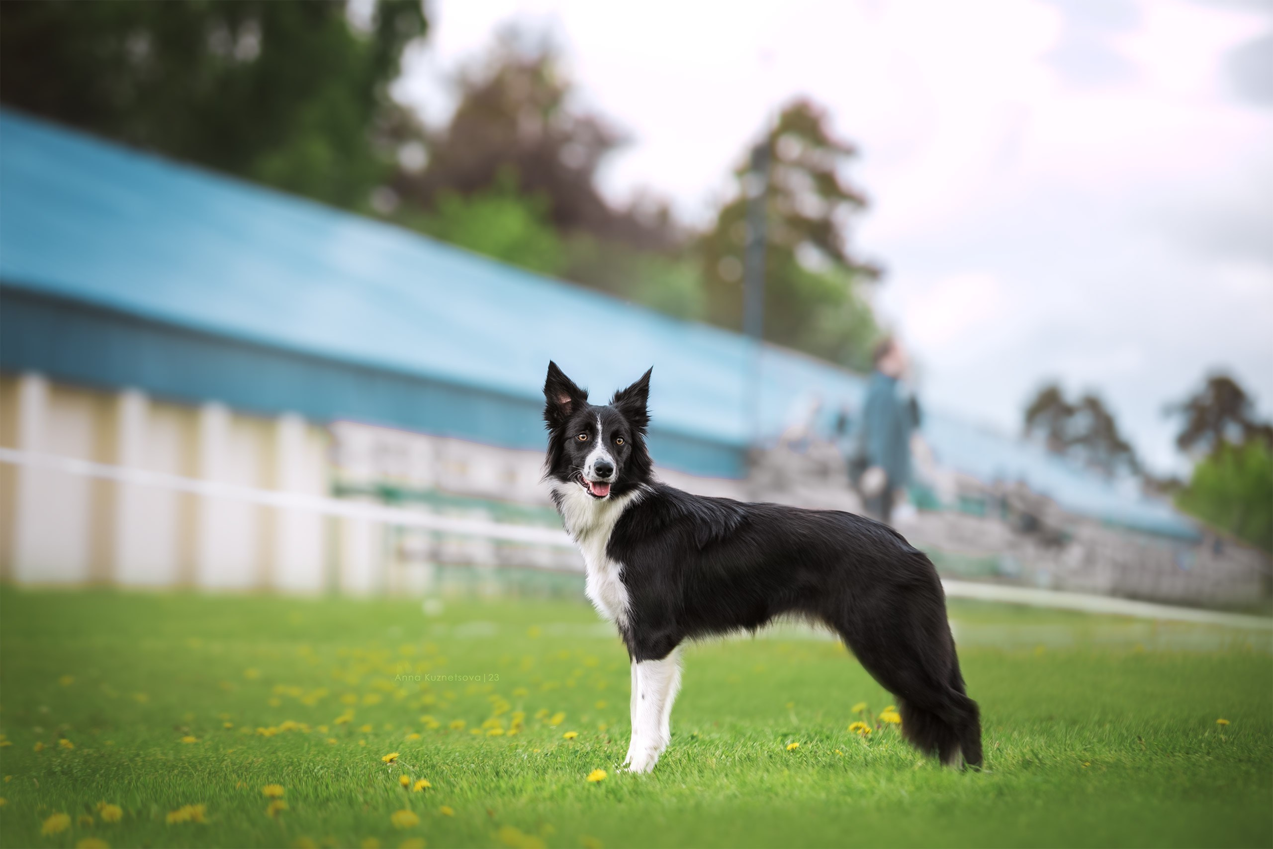 За рингом. Фотограф анималист Кузнецова Анна Нижний Новгород