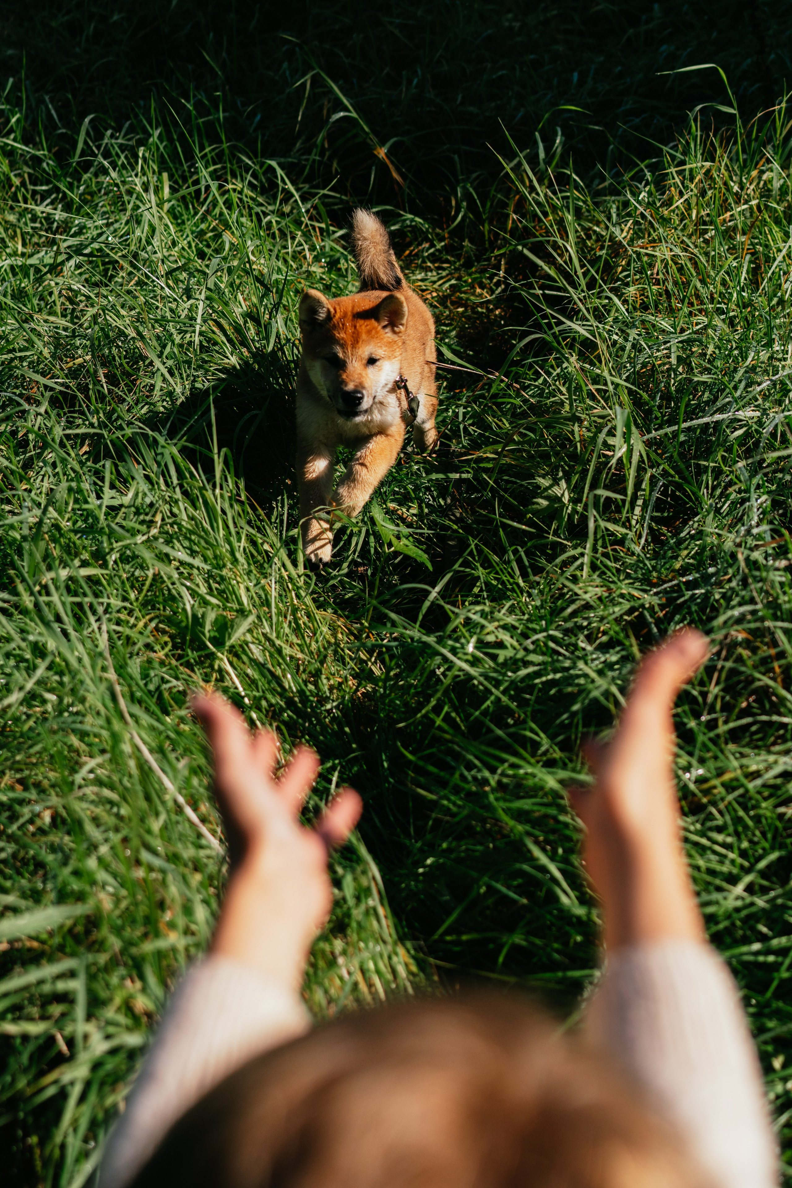 Любимые питомцы. Живые снимки! Фотограф Даша Бендер