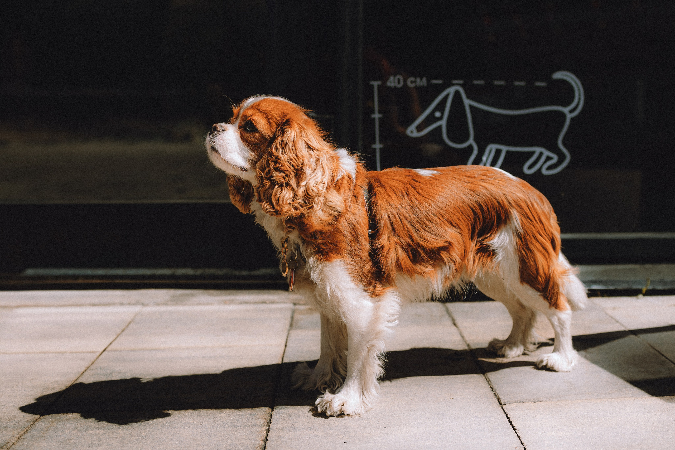 Ириска и ее семья