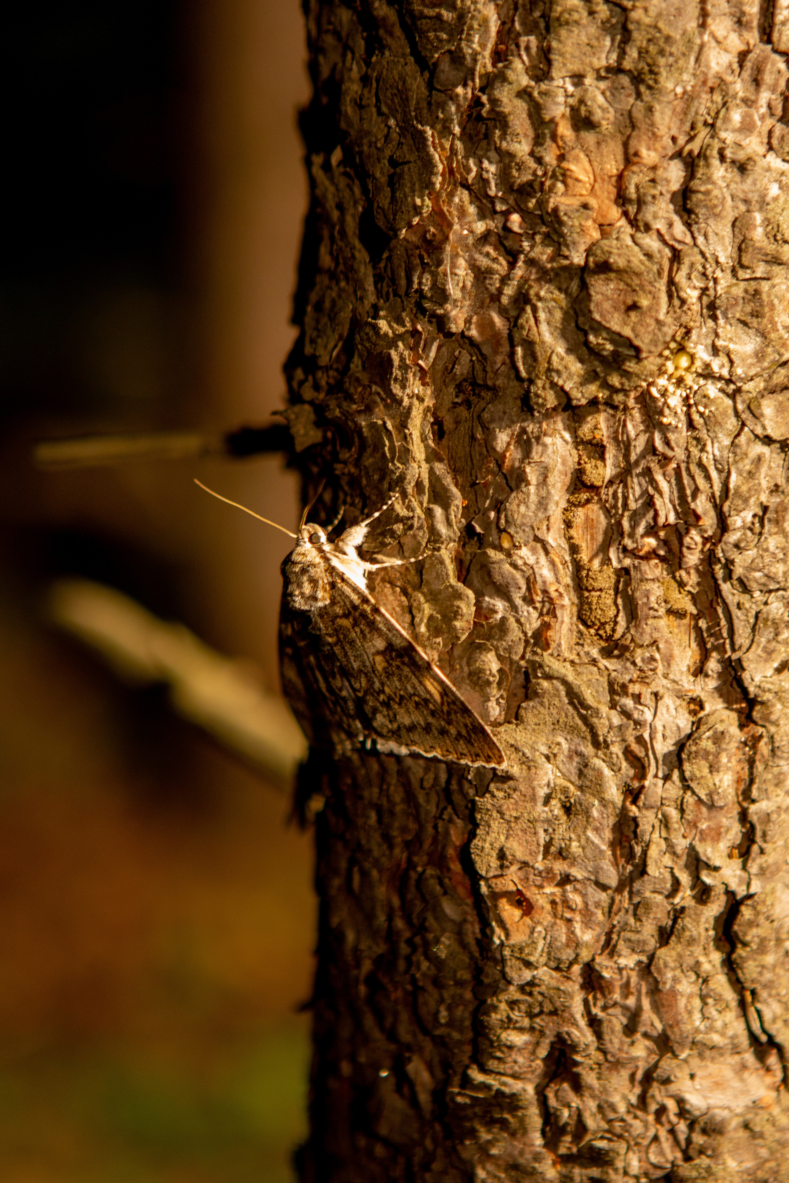 Фотопроект Elfen Lied. Фотограф Екатерина Голицына