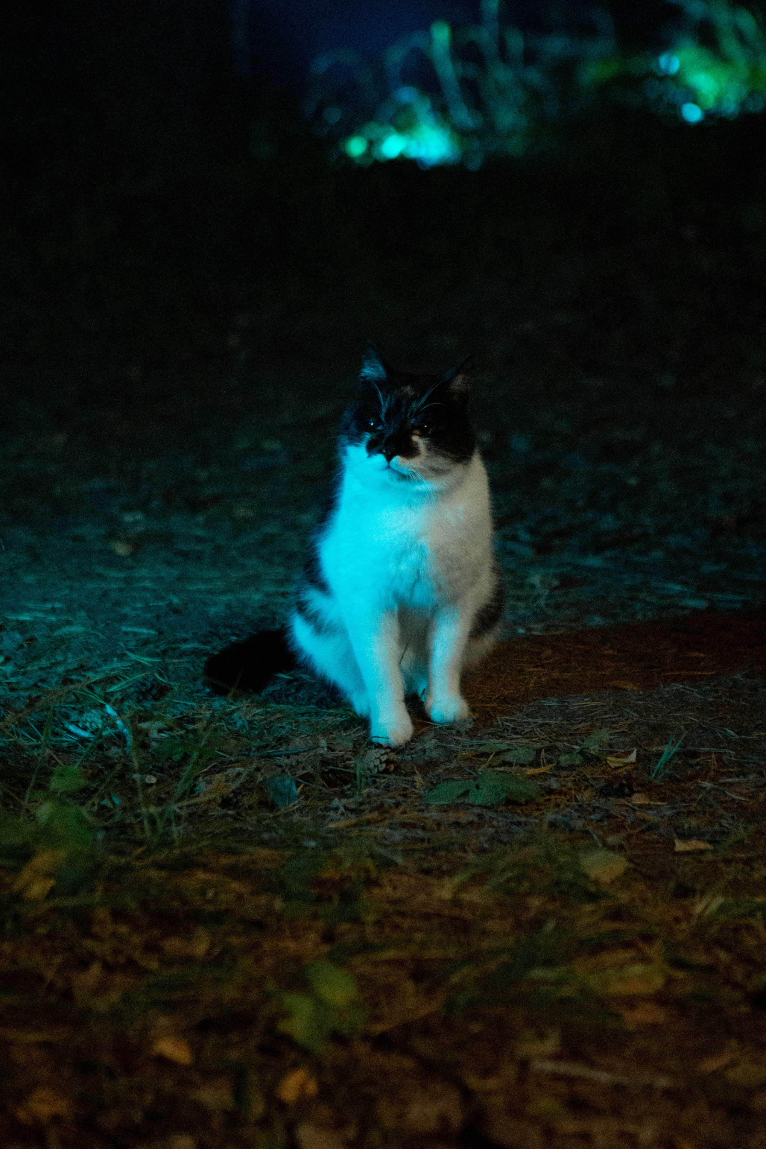 Фотопроект Elfen Lied. Фотограф Екатерина Голицына