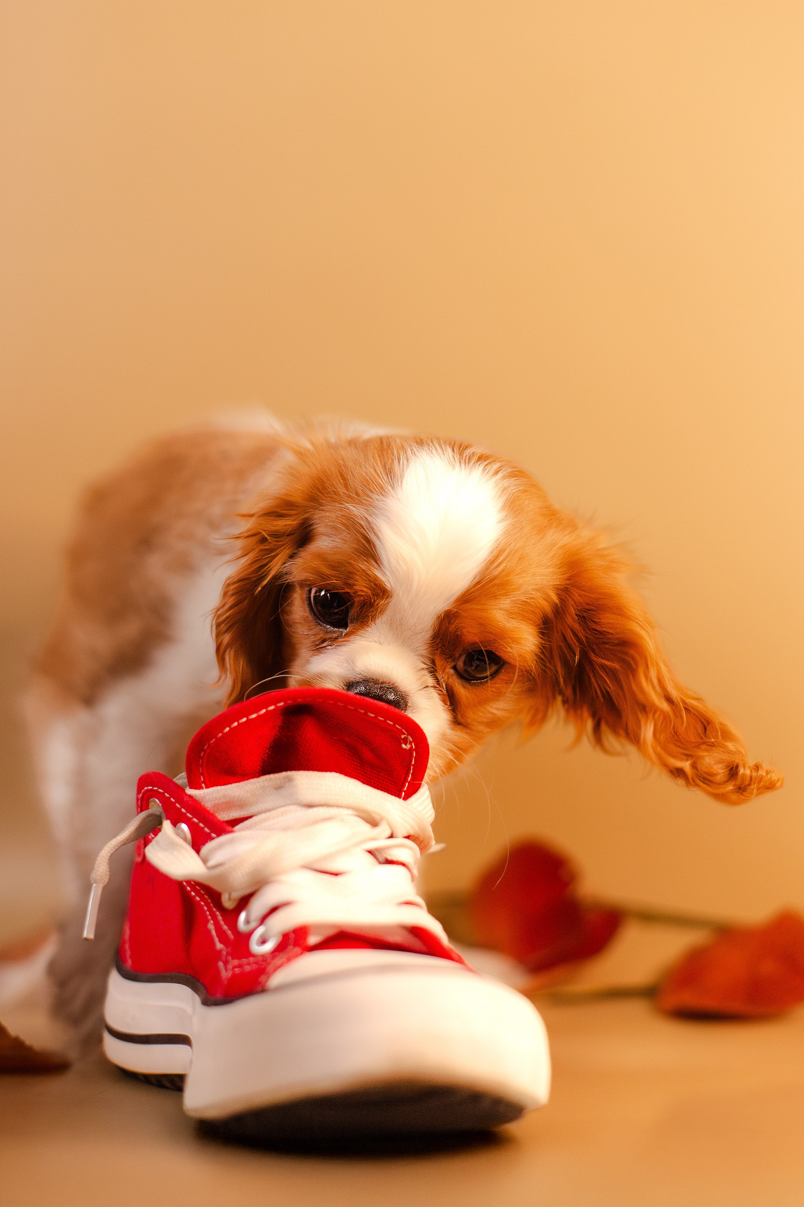 Жанна и кавалеры. Фотограф-анималист Мария Баркевич | Москва