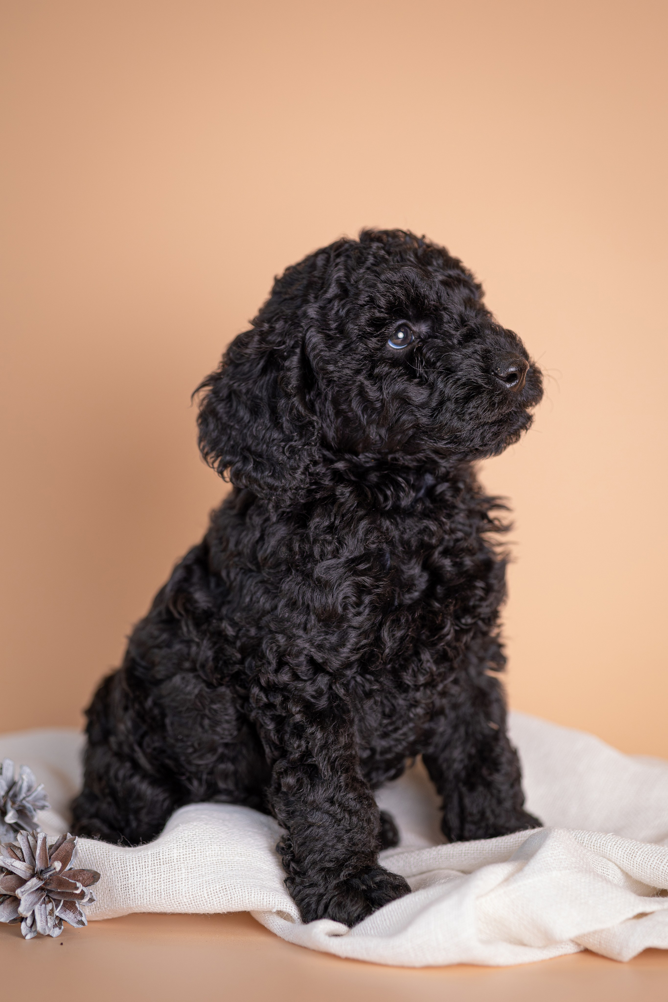 Щенки. Фотограф Яна Матвеева в Ижевске