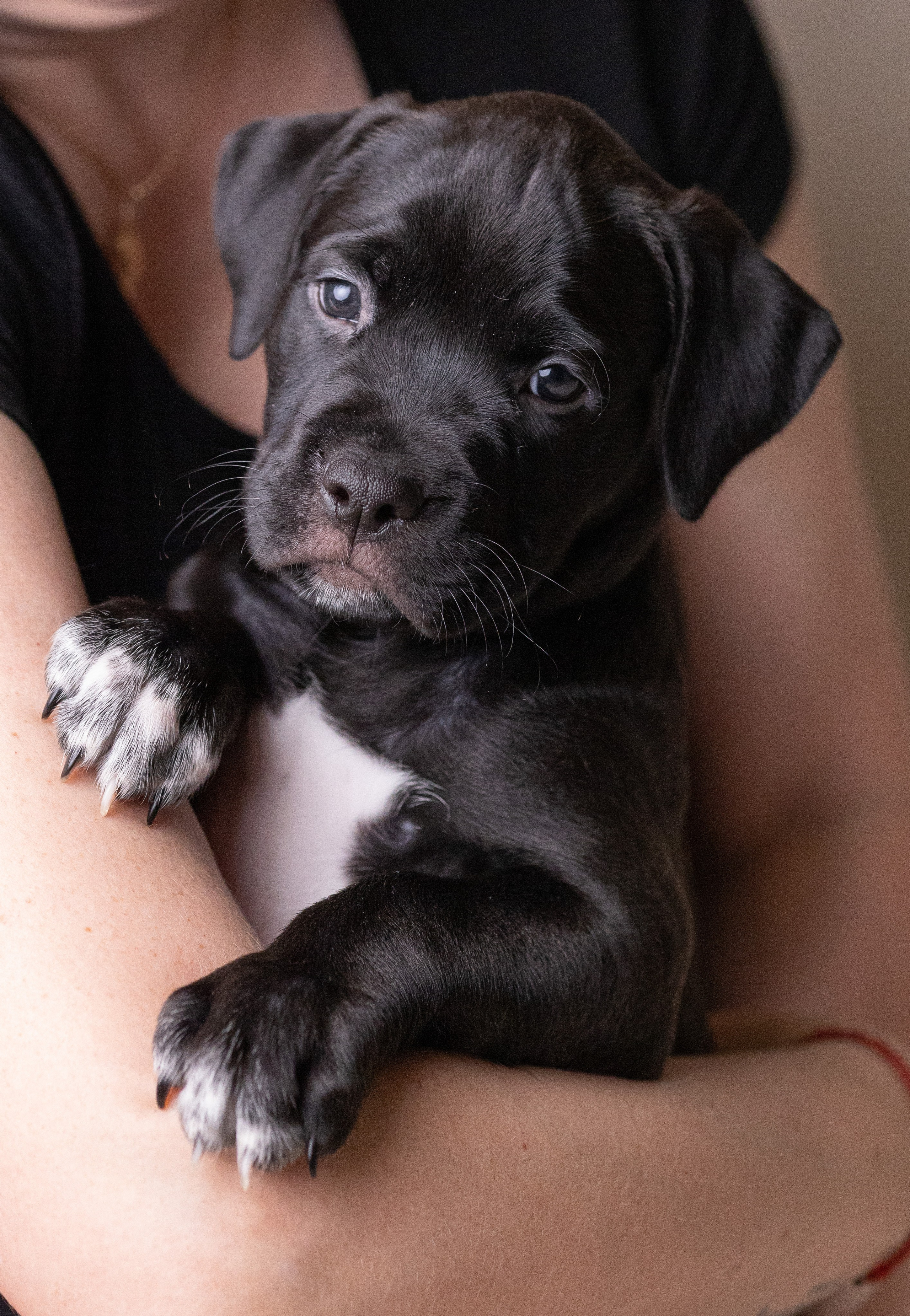 Щенки. Фотограф Яна Матвеева в Ижевске
