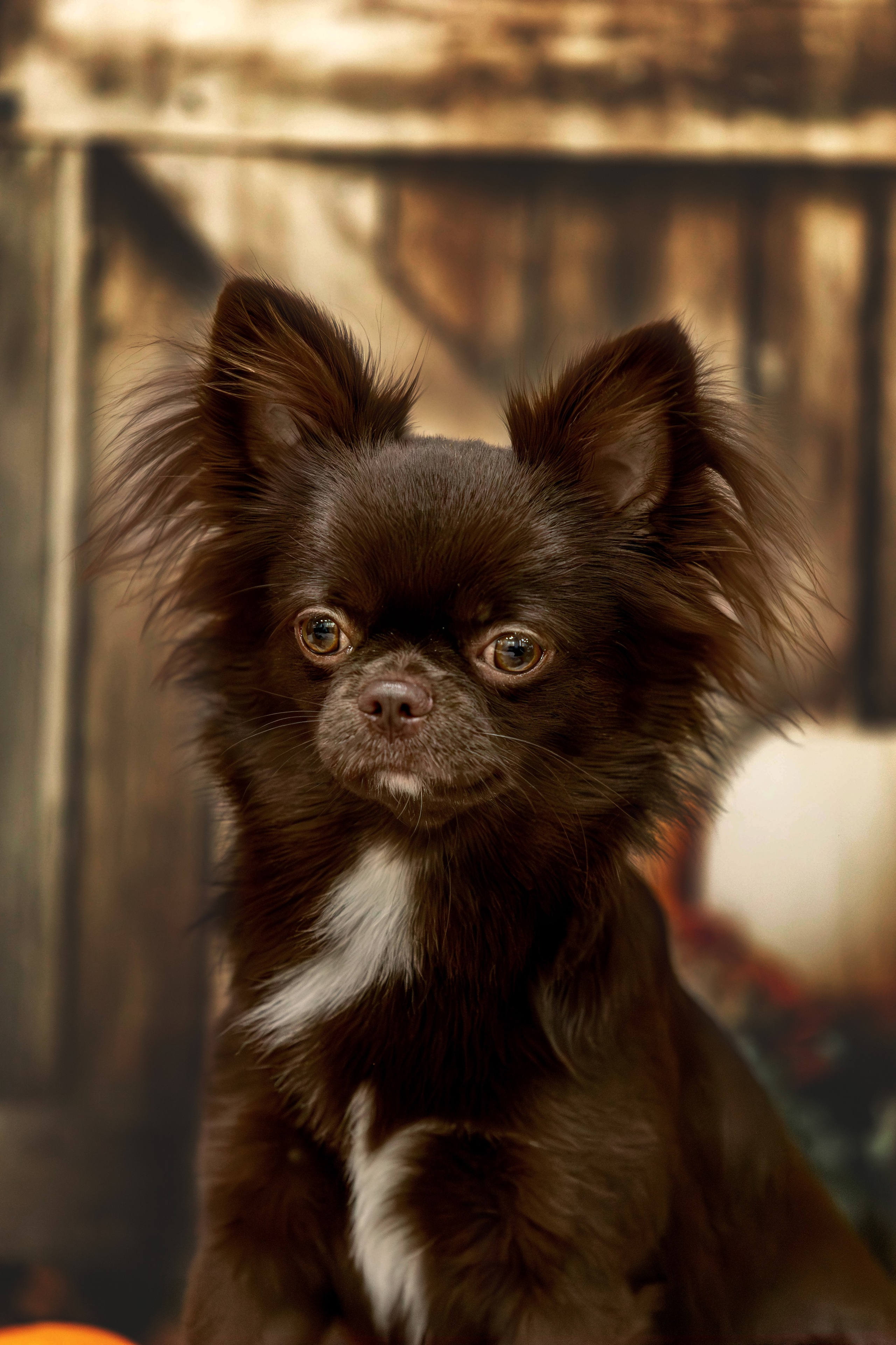 Чихуахуа Бублик. Https://moshkovaphoto.ru/