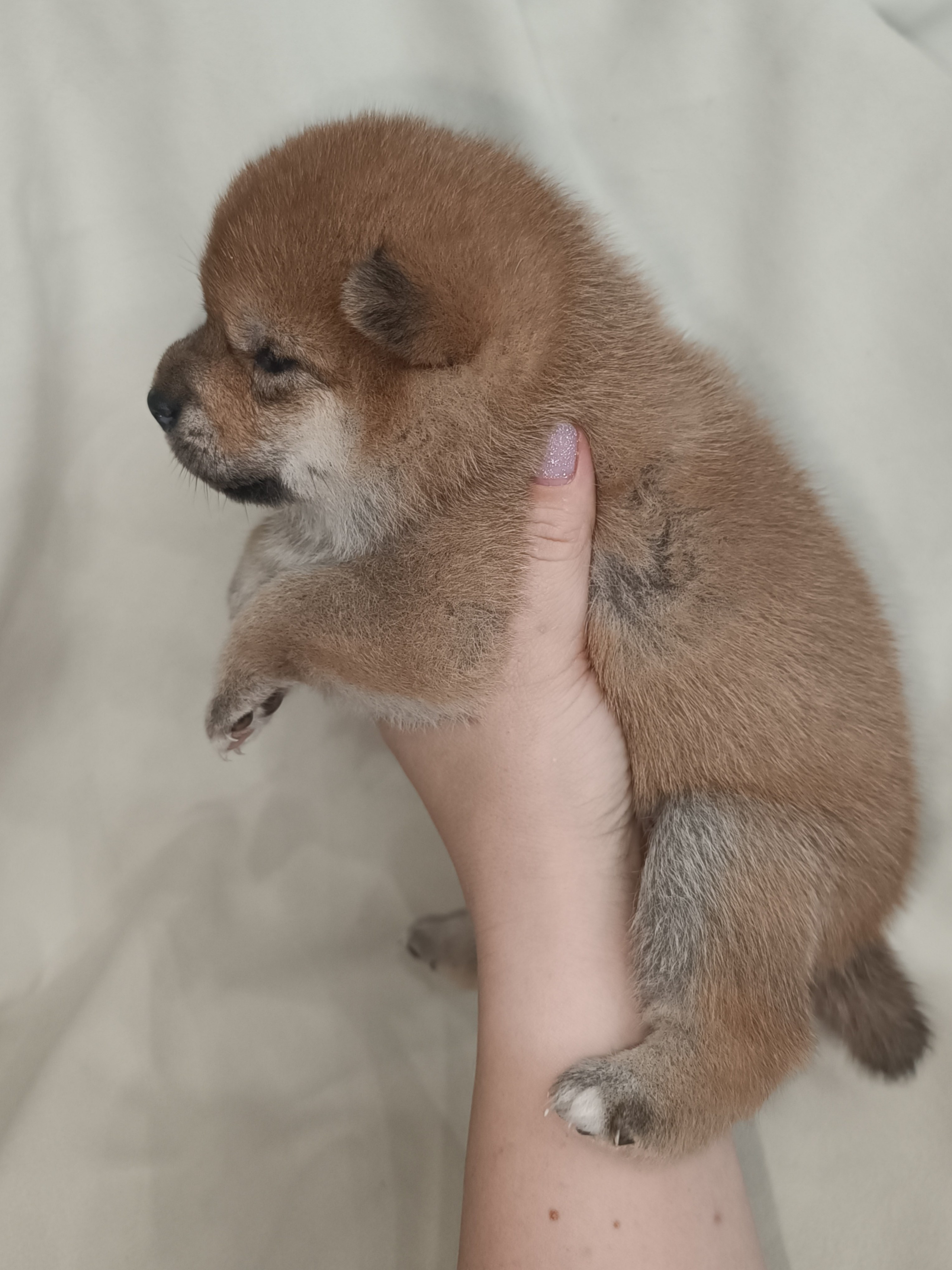 сиба питомник Рубилайт щенки на продажу rubylight  сиба щенки купить СПб Санкт-Петербург 