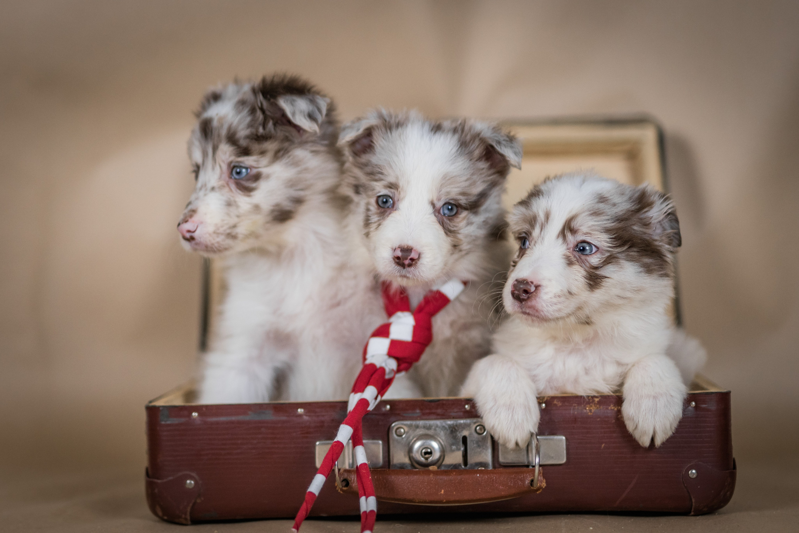 Фритсвит. Семейный фотограф Ефремова Виктория