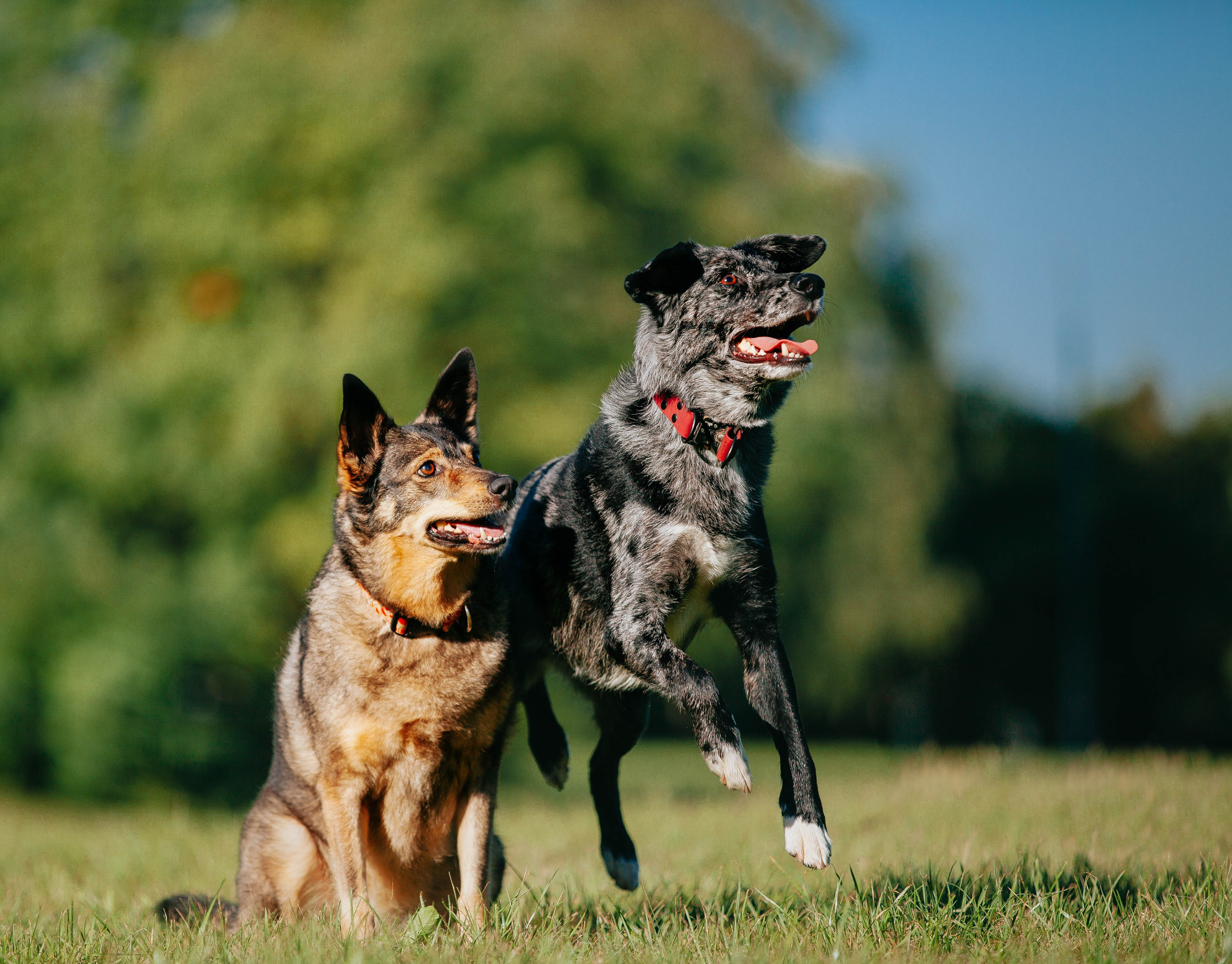 Вега и Гриша. Главная