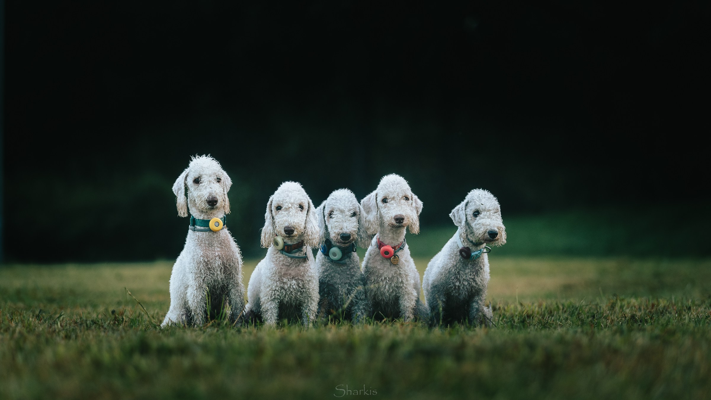 Хиппи, Ваня, Ведьма, Луна, Корица. Фотограф Елизавета Филатова