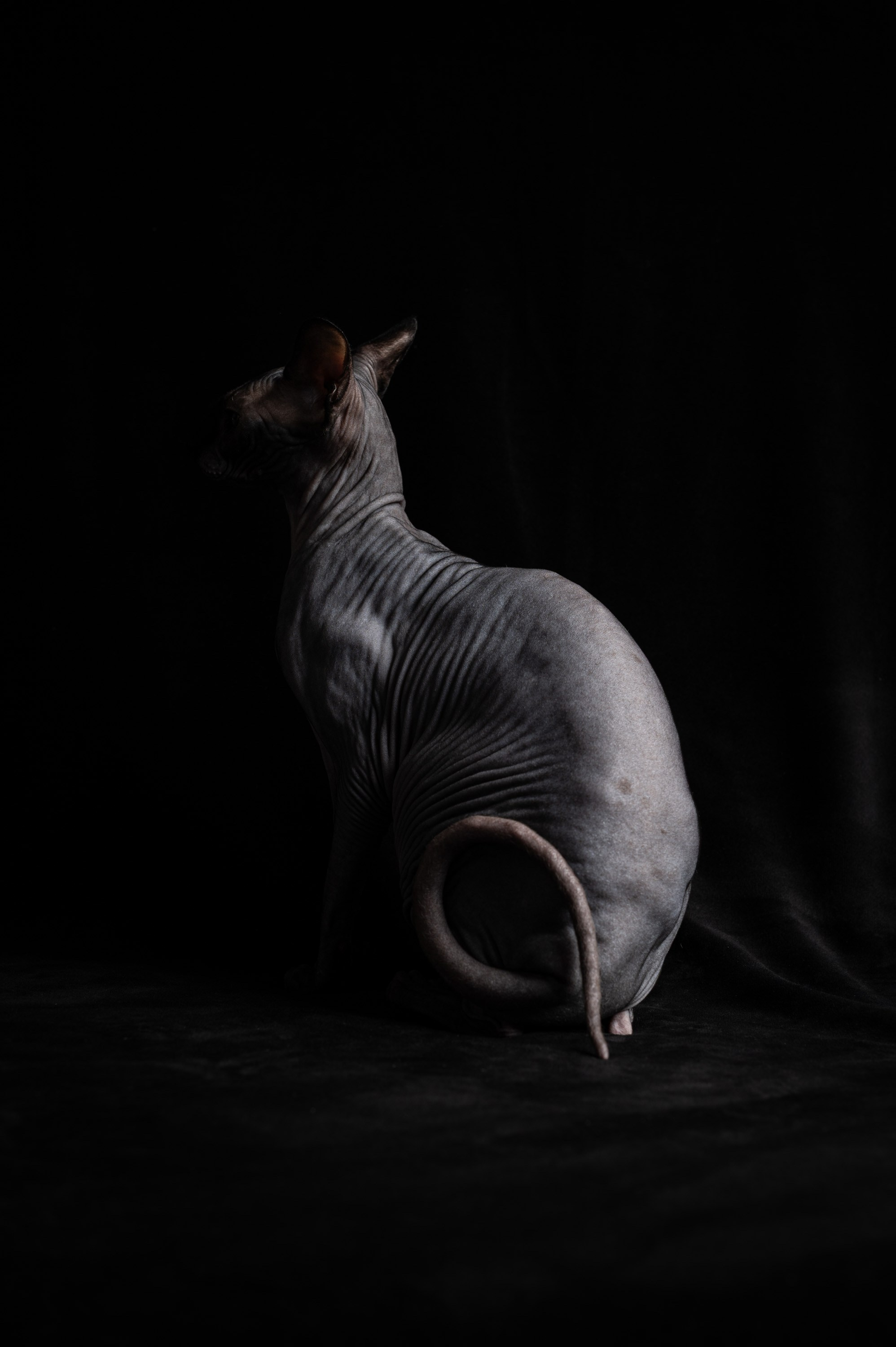 Животные. Alexandrovna photography