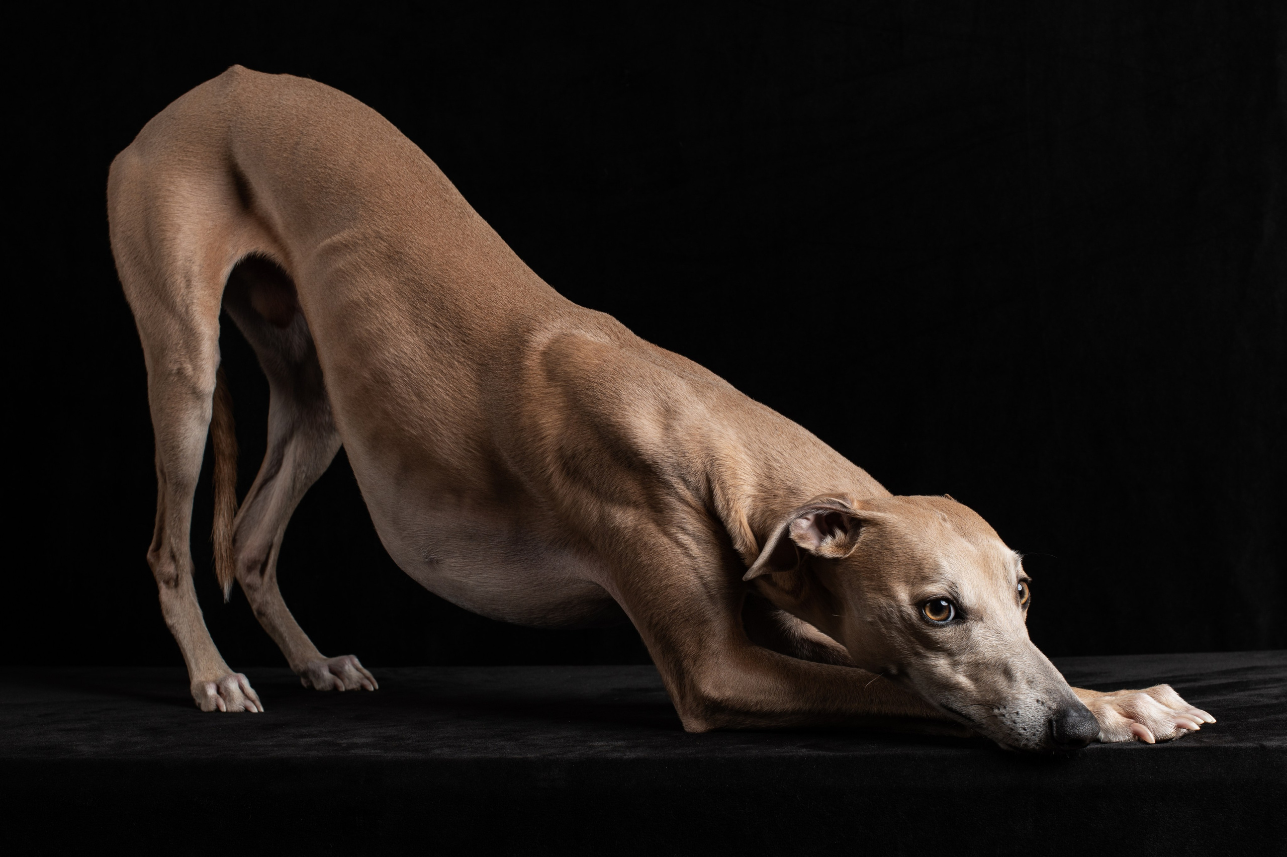 Купер | уиппет. Alexandrovna photography