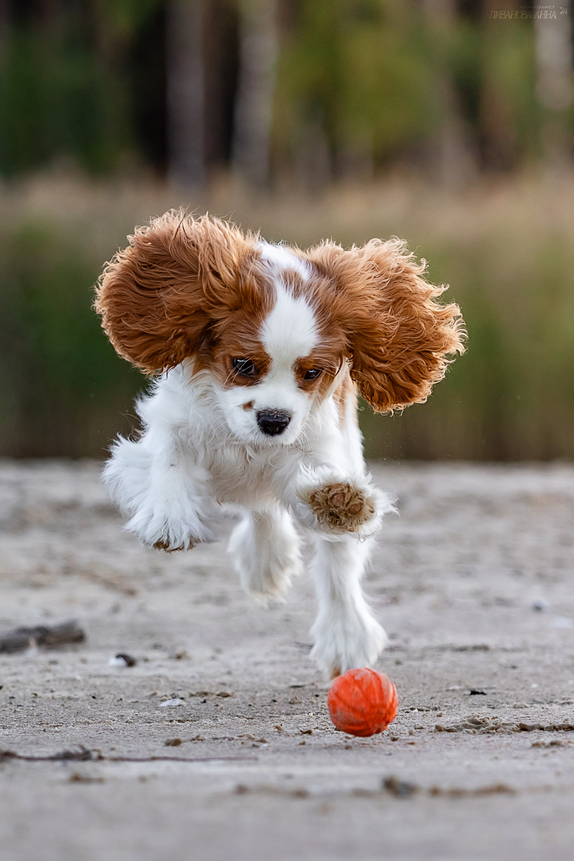 Татка. Фотограф анималист Аня Ливанова | Рыбинск