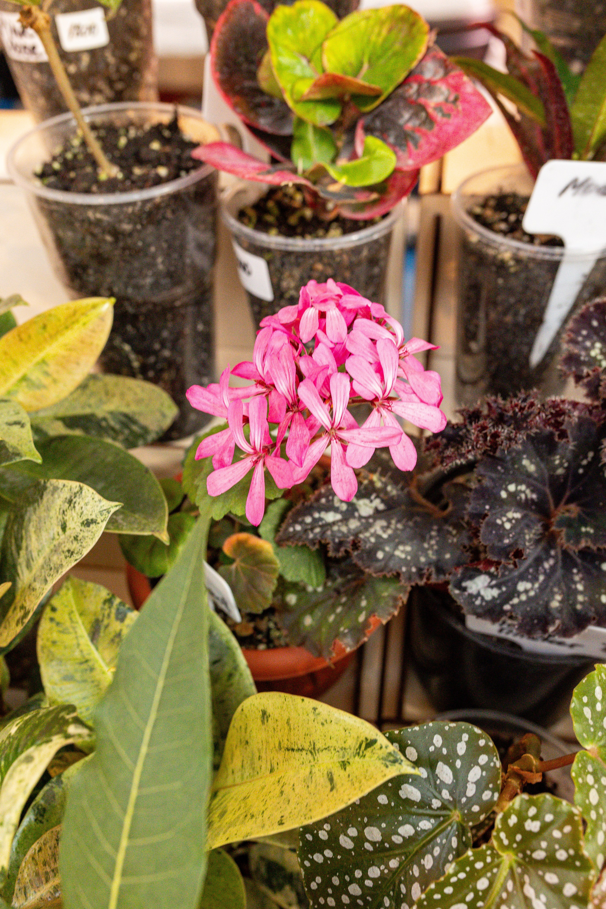 Growbox 1–2 марта. Александра Куликова фотограф, Москва