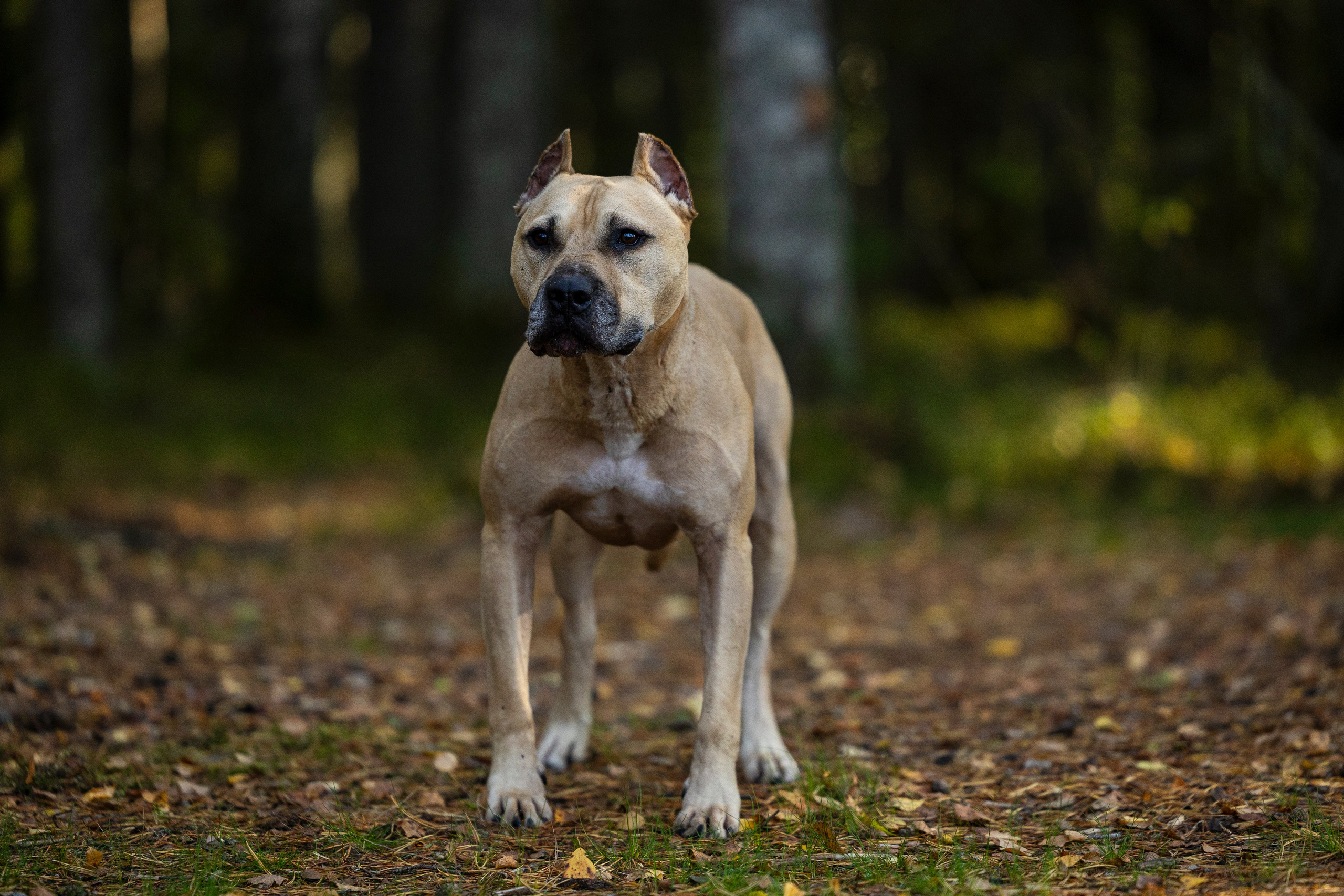Фобос. Фотограф-анималист Анна Маринич