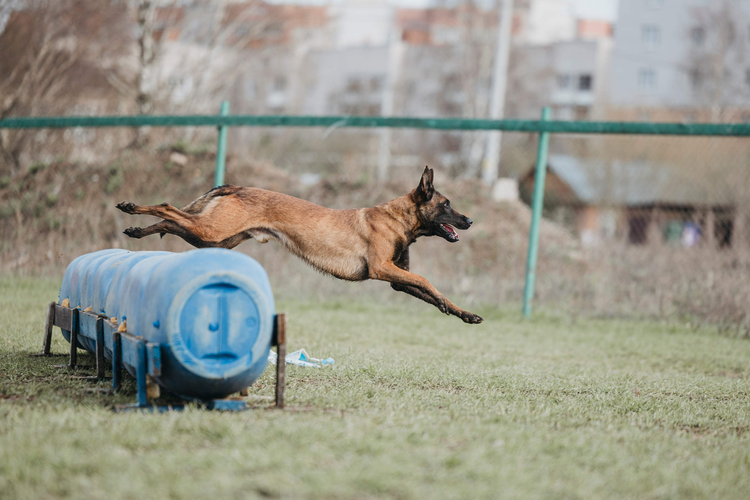 09.05.25 Вологда соревнования. Фотограф-анималист Анна Маринич