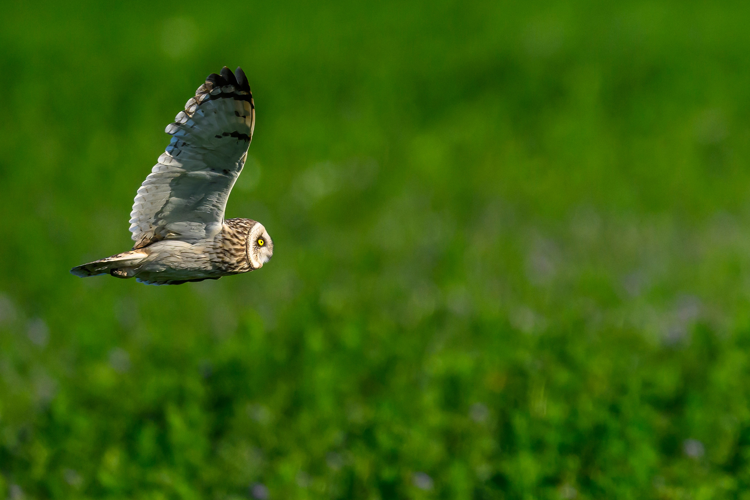 Охота совы. Фотограф Сергей Пупонин