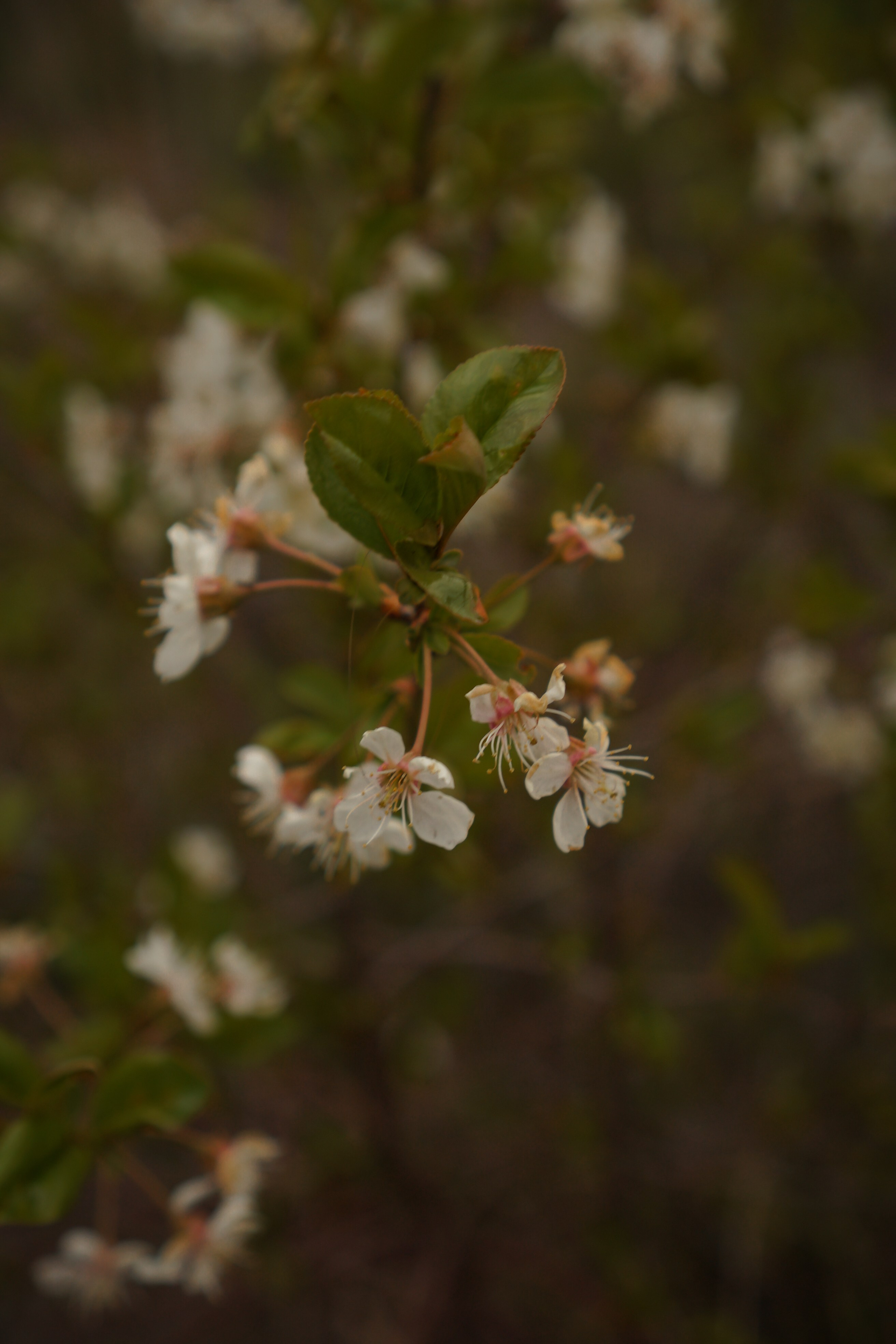 По воле ветра