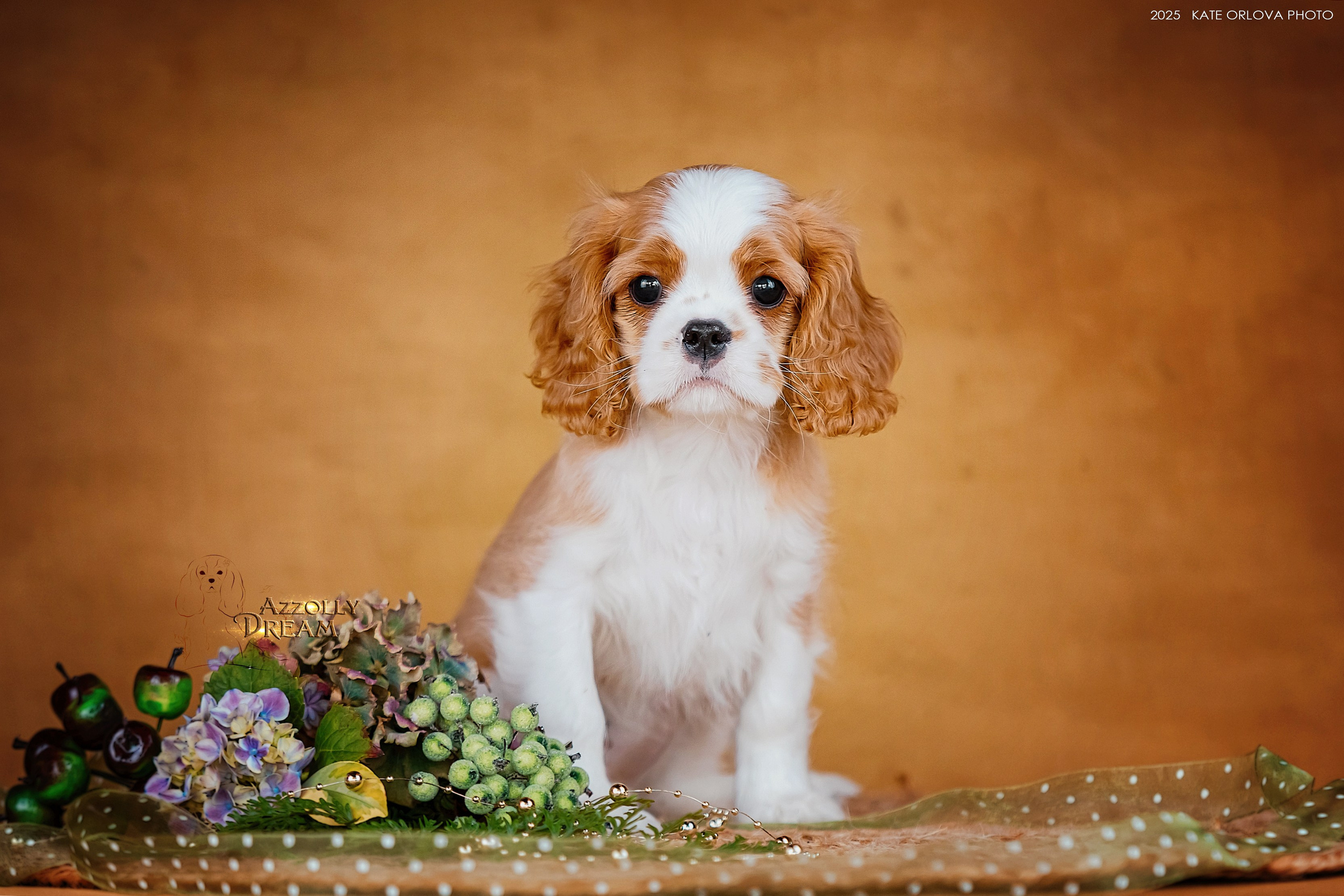 Щенки. Питомник кавалер кинг чарльз спаниелей