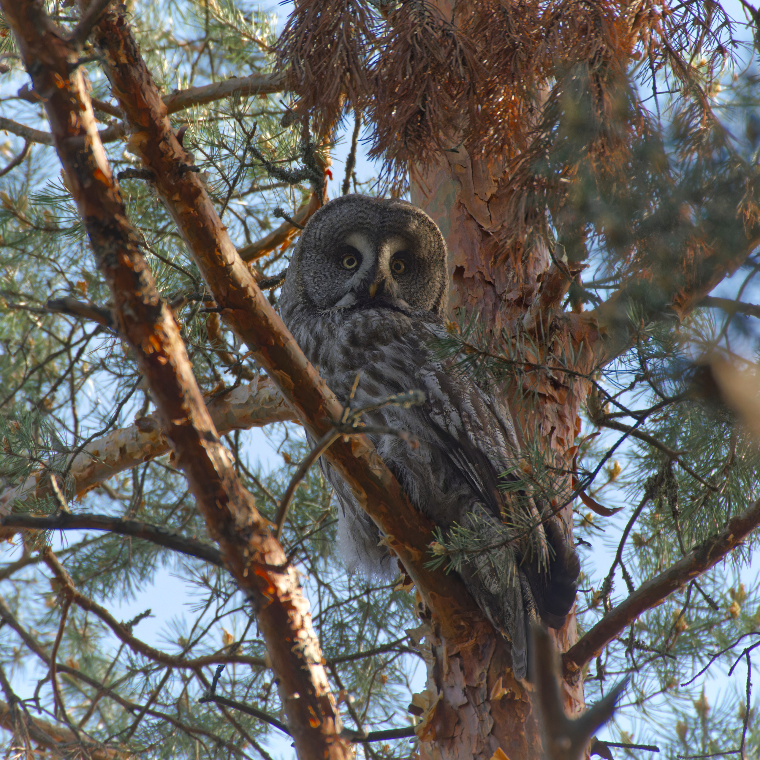 Перья. Семоха Валерий. Фотограф