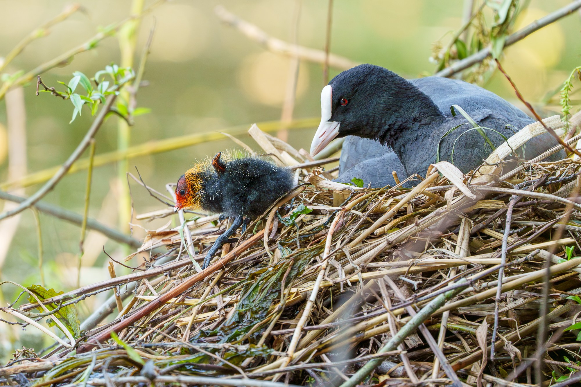 Удивительные мир птиц. Вокруг нас столько прекрасного — присмотритесь!. Ваш личный фотограф Марина Волкова