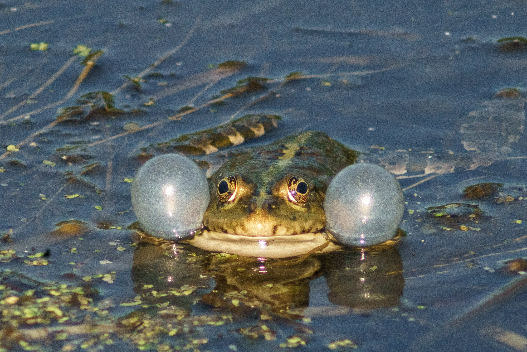 Животные. Ваш личный фотограф Марина Волкова
