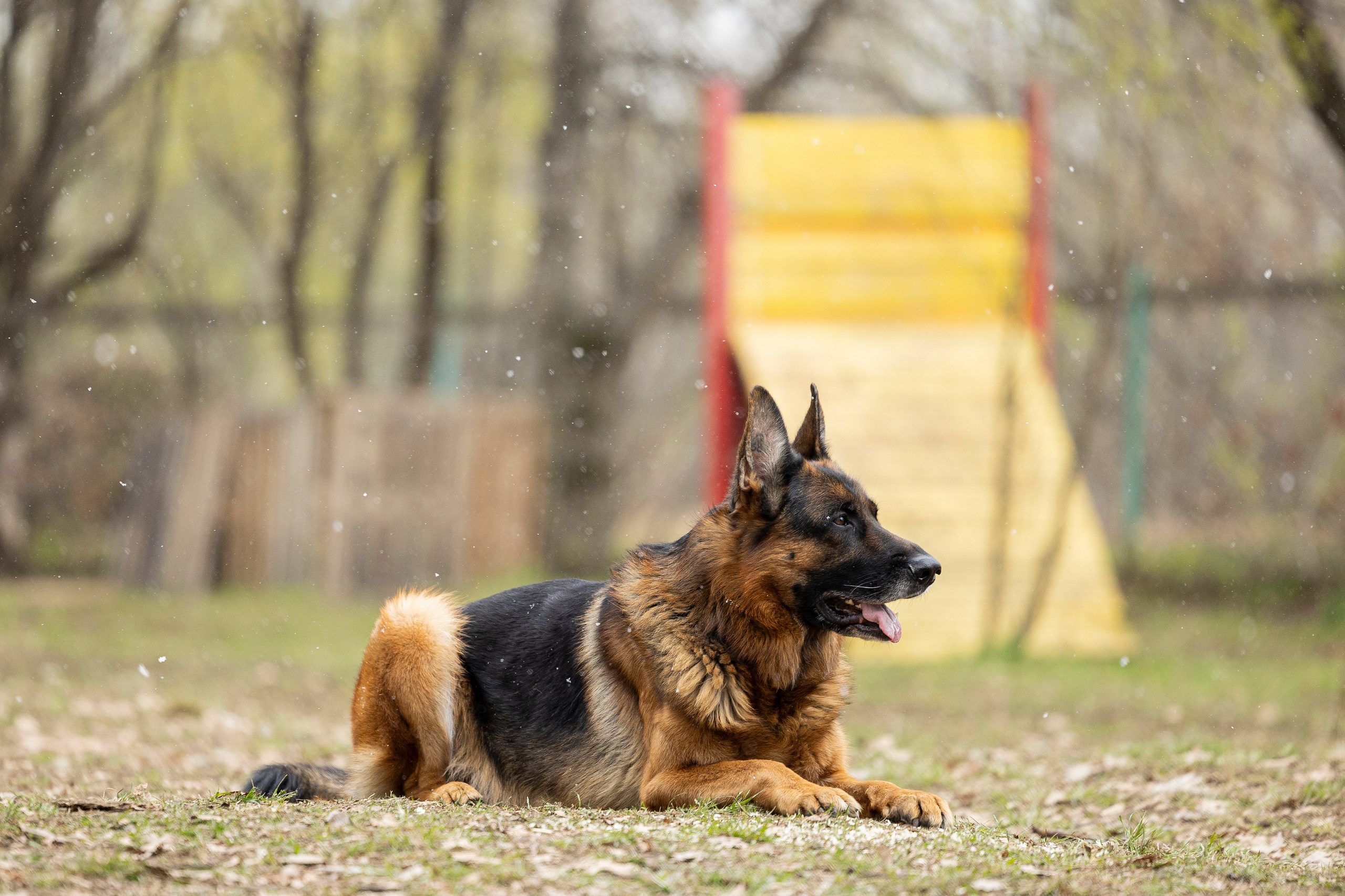 Квалификационные состязания по мондьорингу г. Вологда 11.05.24. Фотограф-анималист Анна Маринич