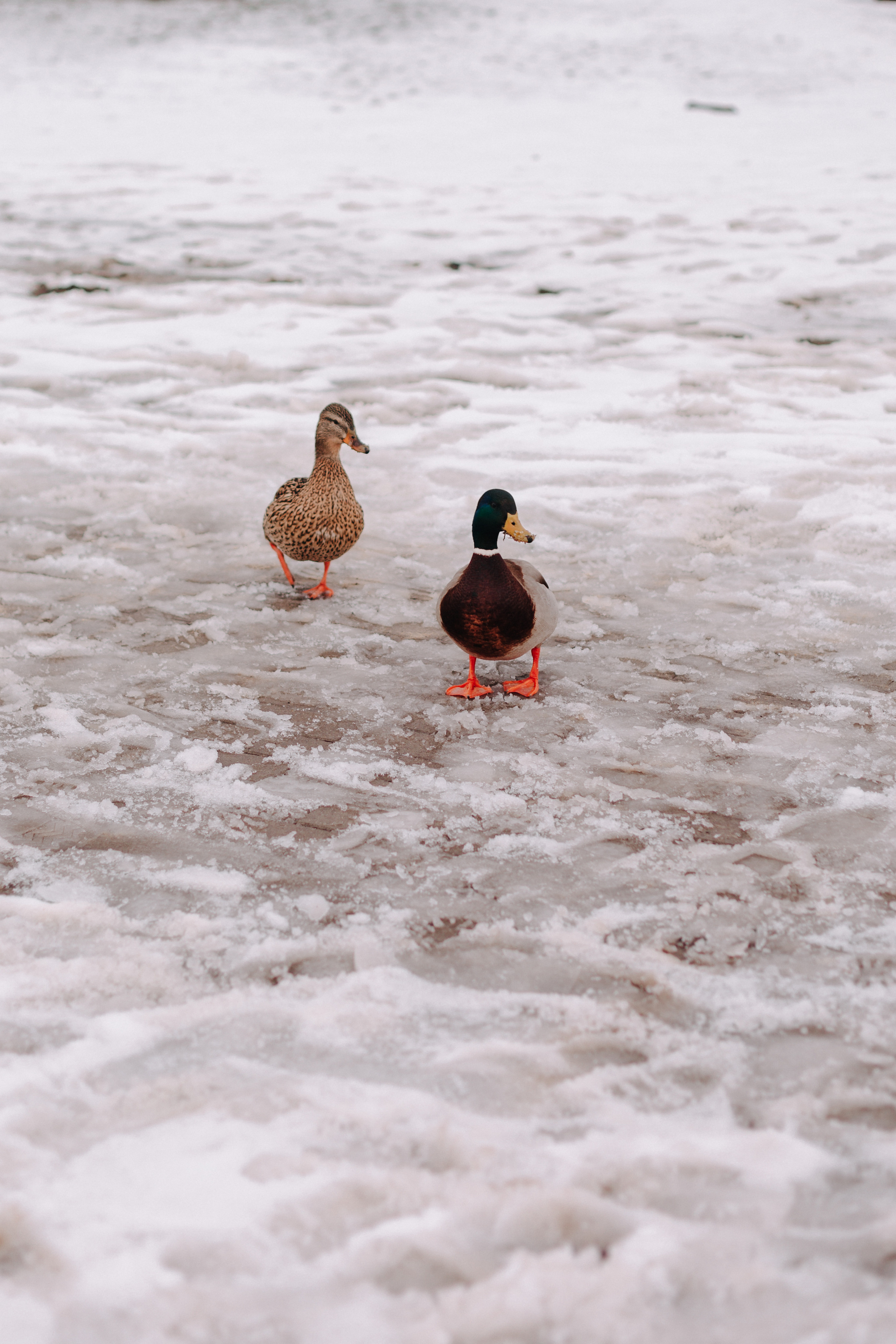 • Кристина & Виктор •. Семейный и свадебный фотограф в Воронеже Майя Добровольская