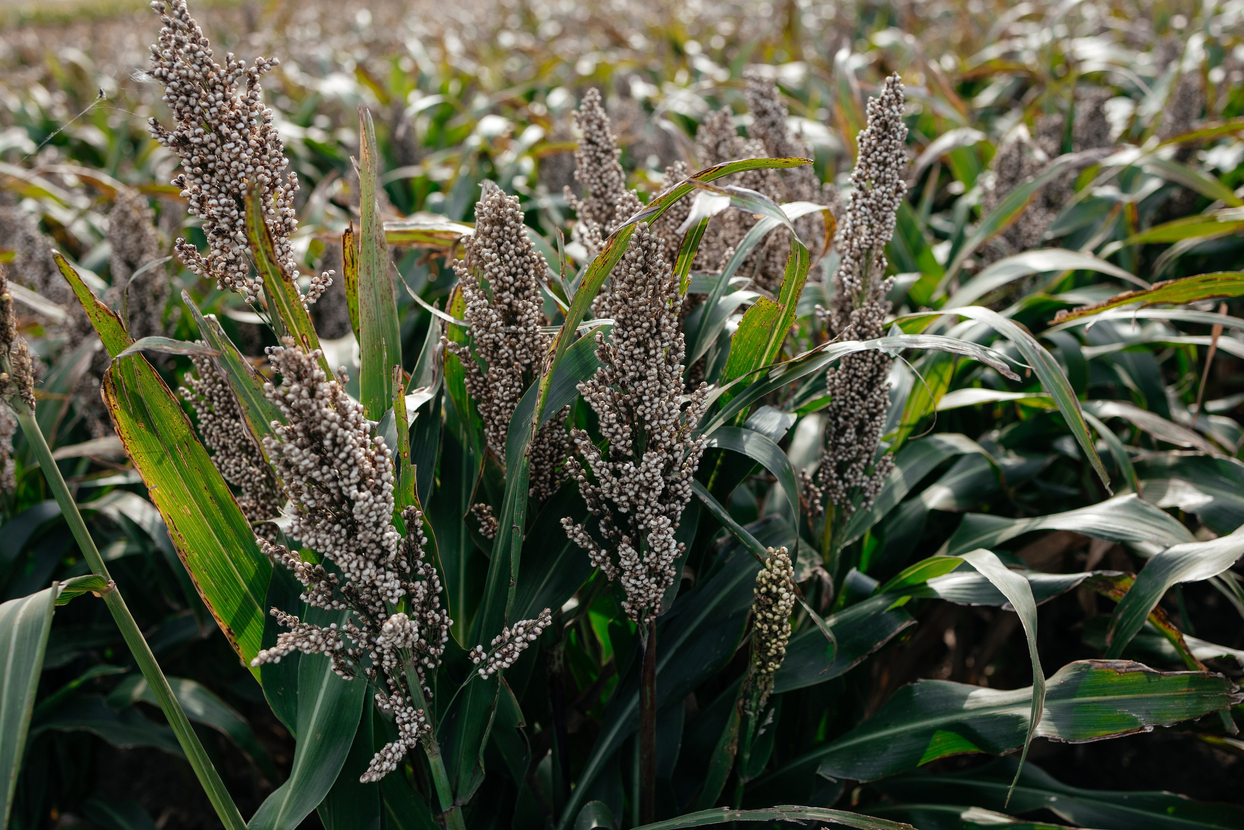 День поля. Фотограф Крохин Олег