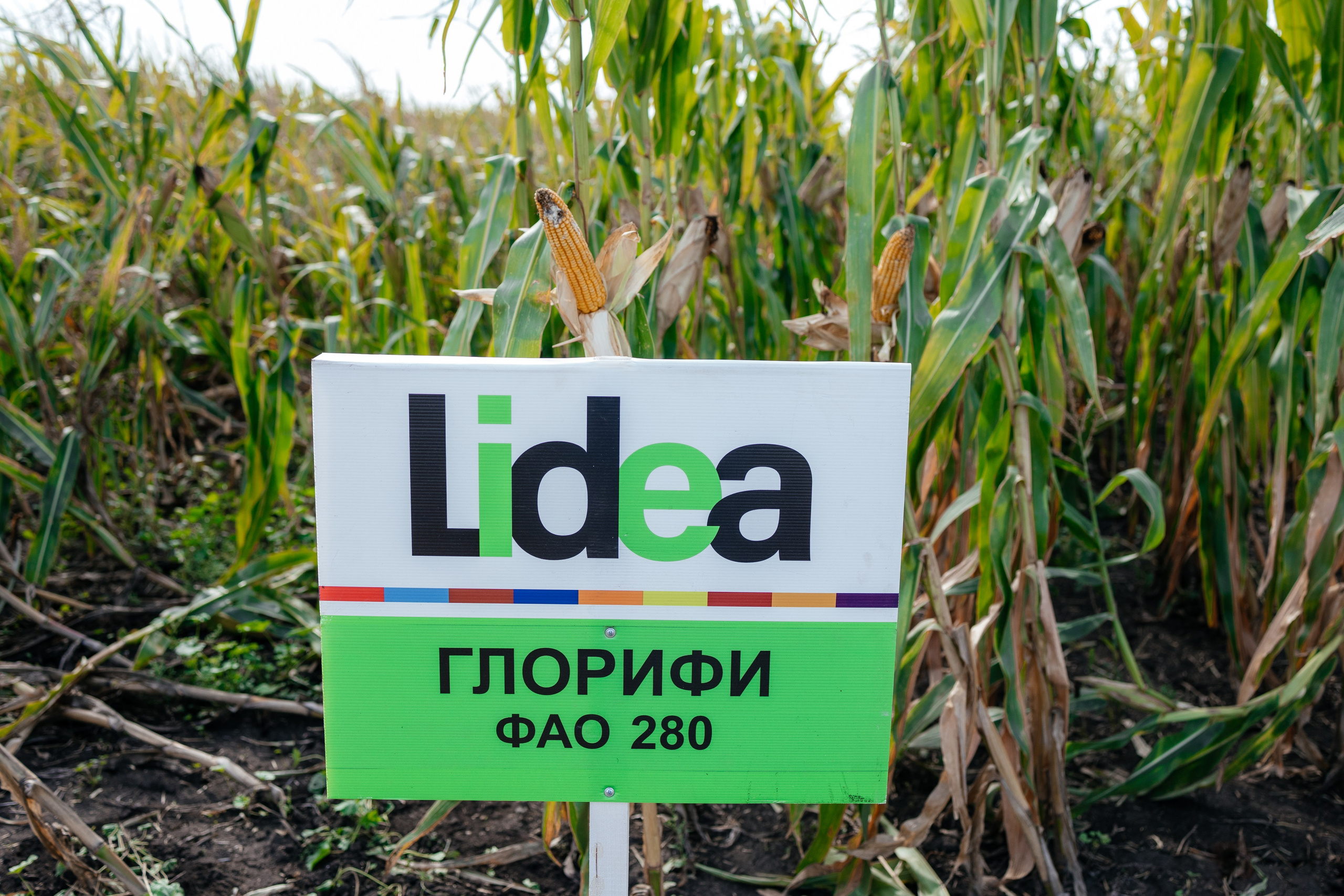 День поля. Фотограф Крохин Олег