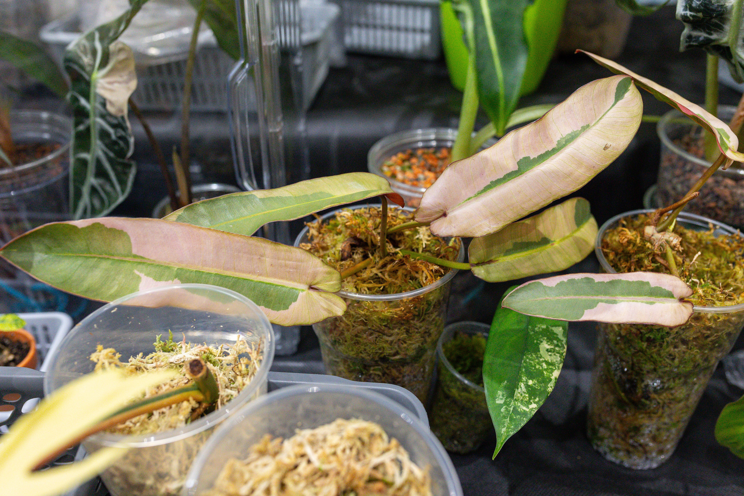 Монстериум 11–12 октября. Александра Куликова фотограф, Москва