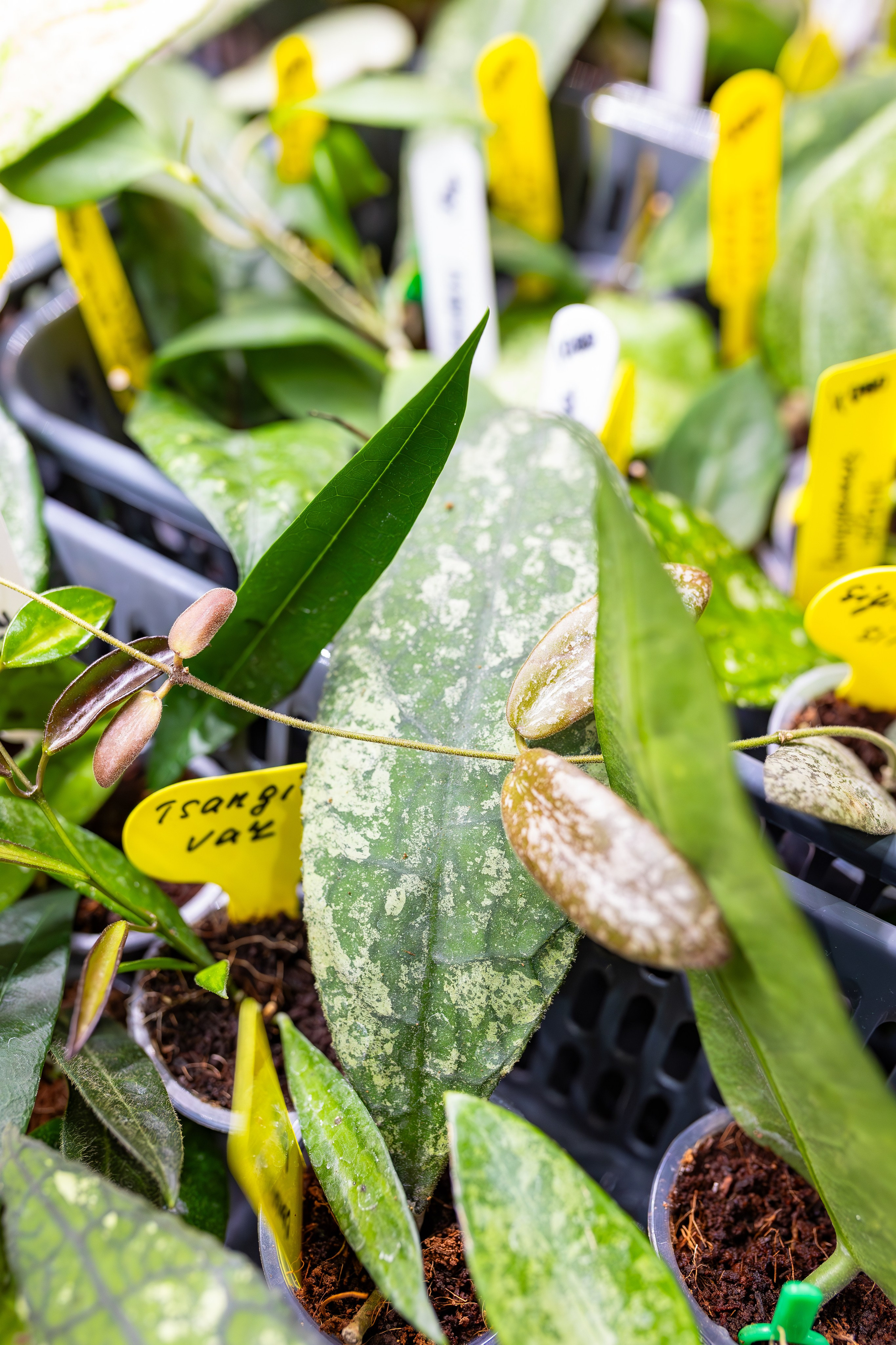 Орхидиум сентябрь 2025. Александра Куликова фотограф, Москва