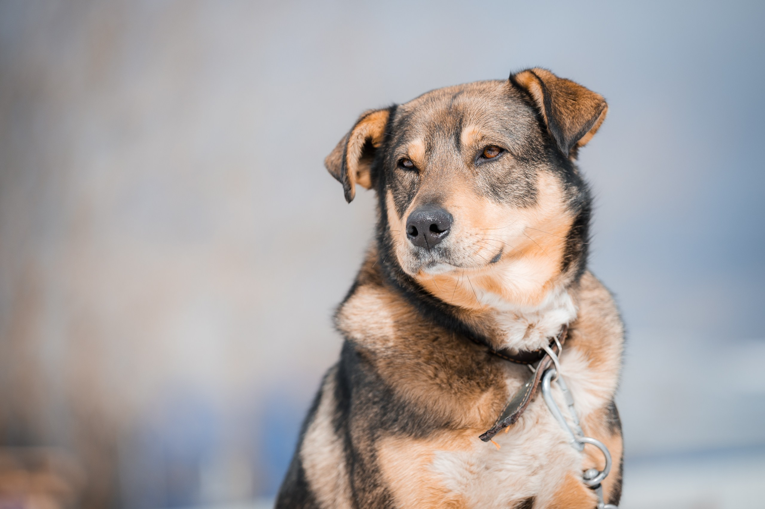 Шейла. Улыбка собаки — спасение и пристройство бездомных собак