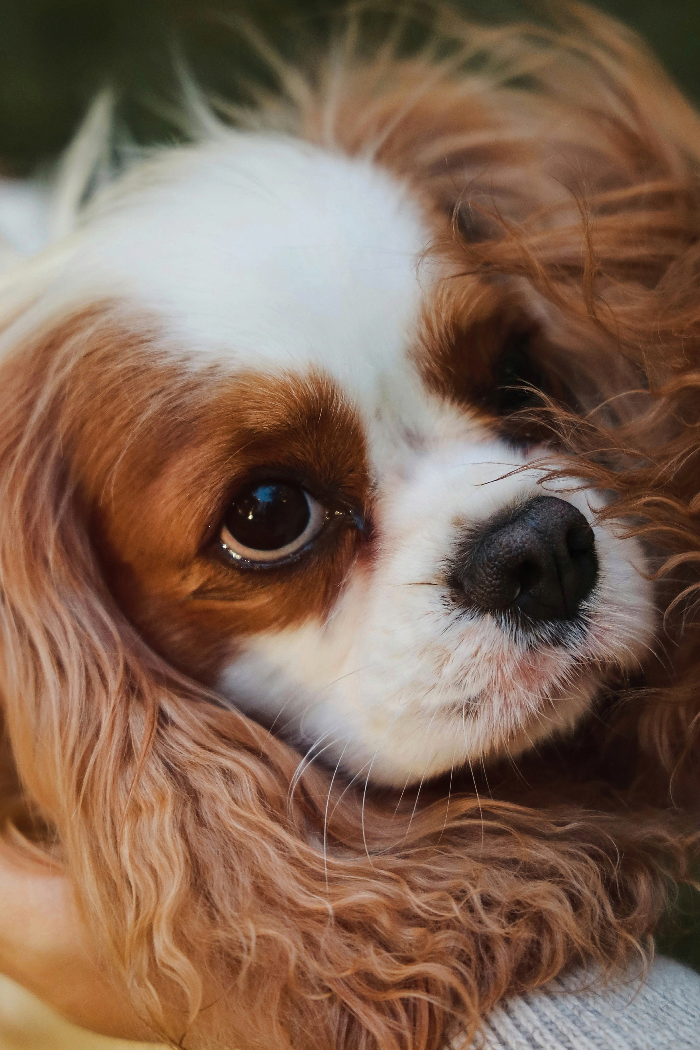 Элис. Фотограф–портретист | Москва