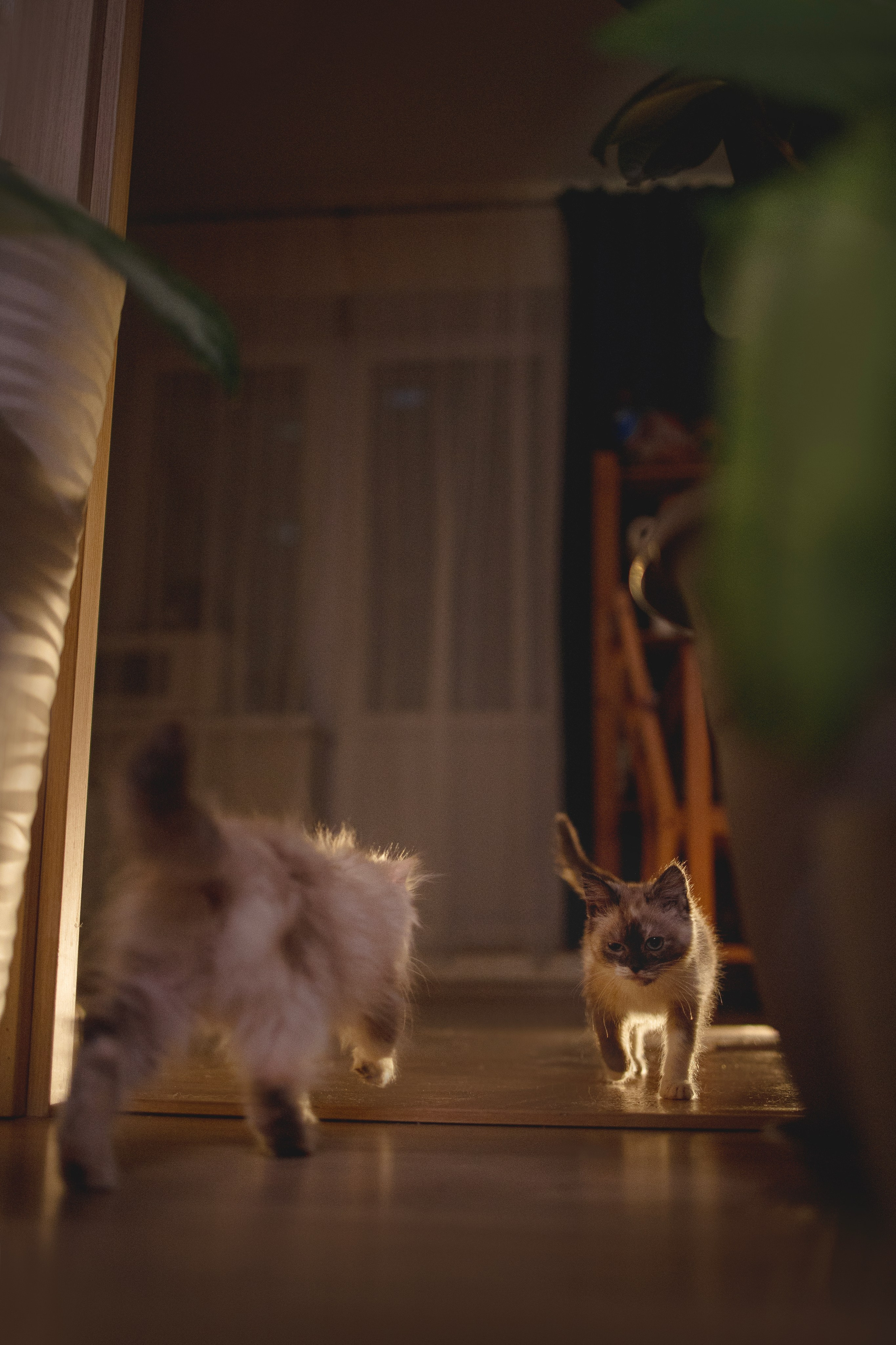 Кошки. Фотограф анималист в Москве Майорова Евгения