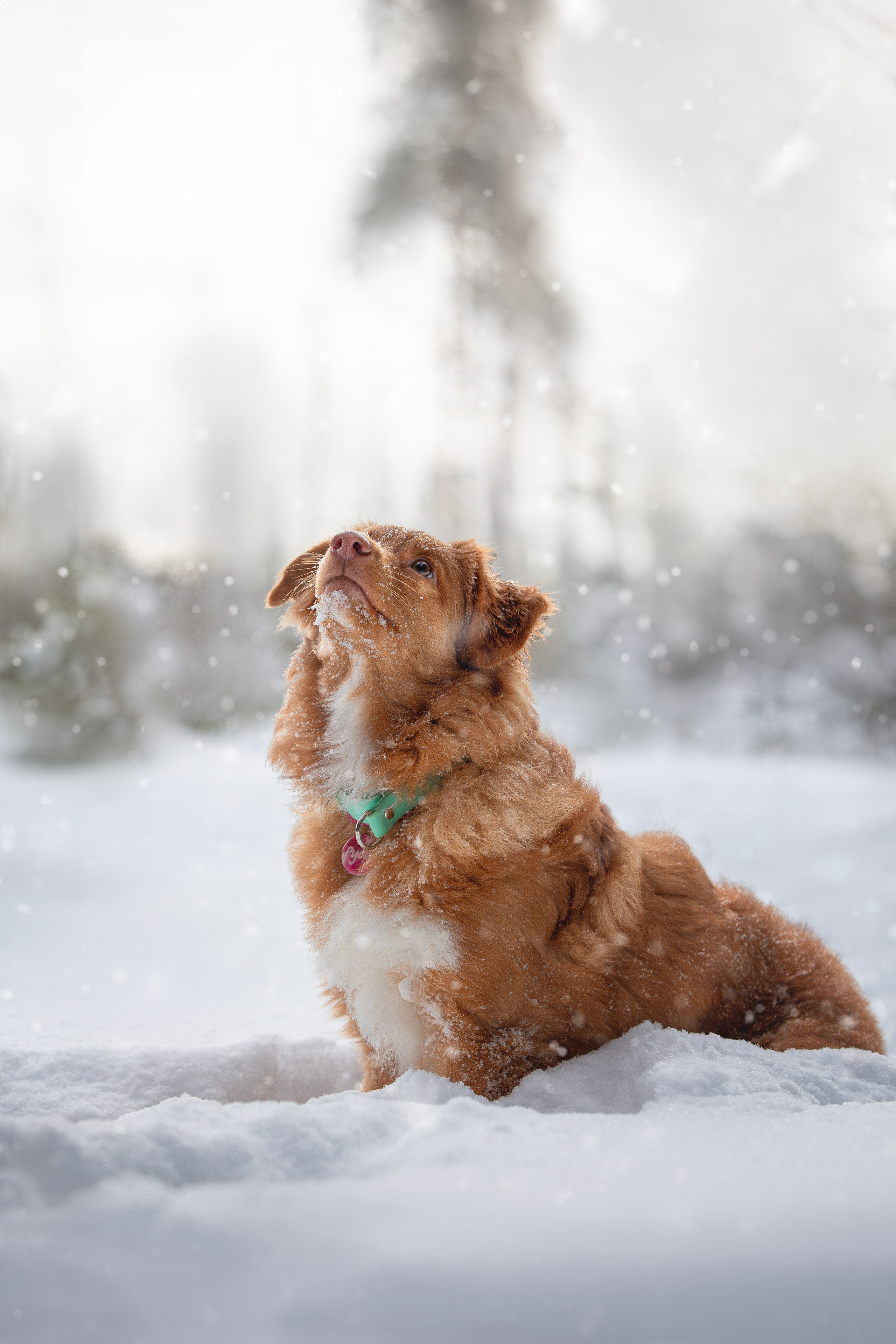 Руби, Николь, Кирилл и Мила. Фотограф анималист в Москве Майорова Евгения