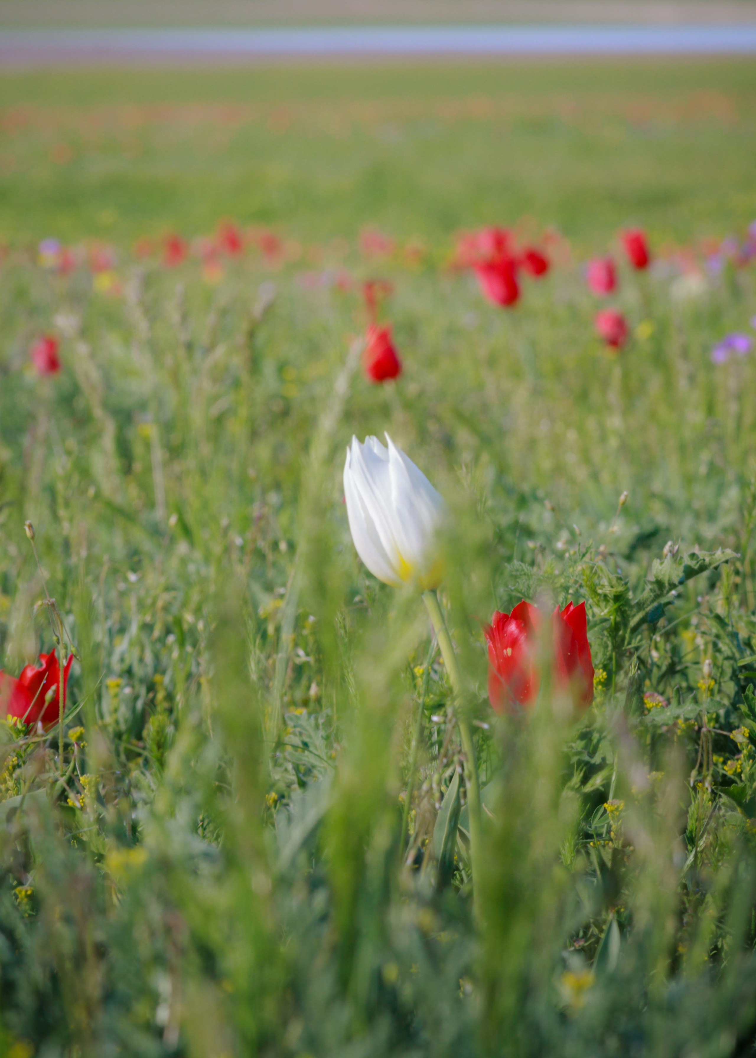 Тюльпаны, республика Калмыкия недалеко от Ставропольского края