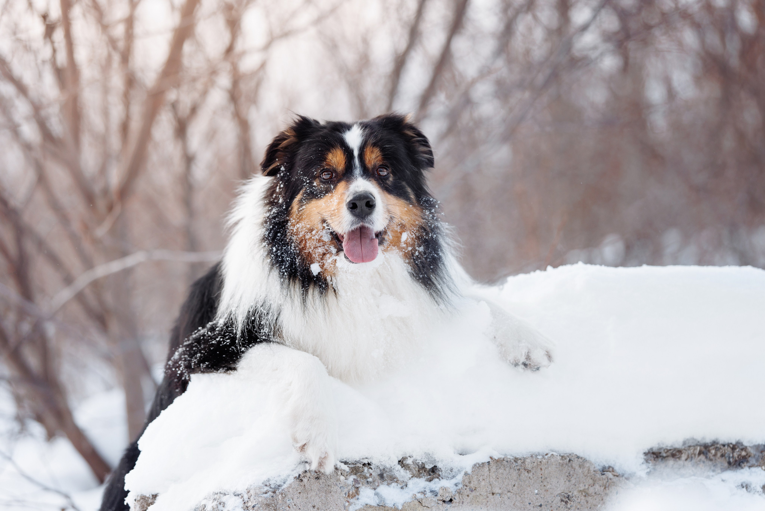 Яркий январь. О нас