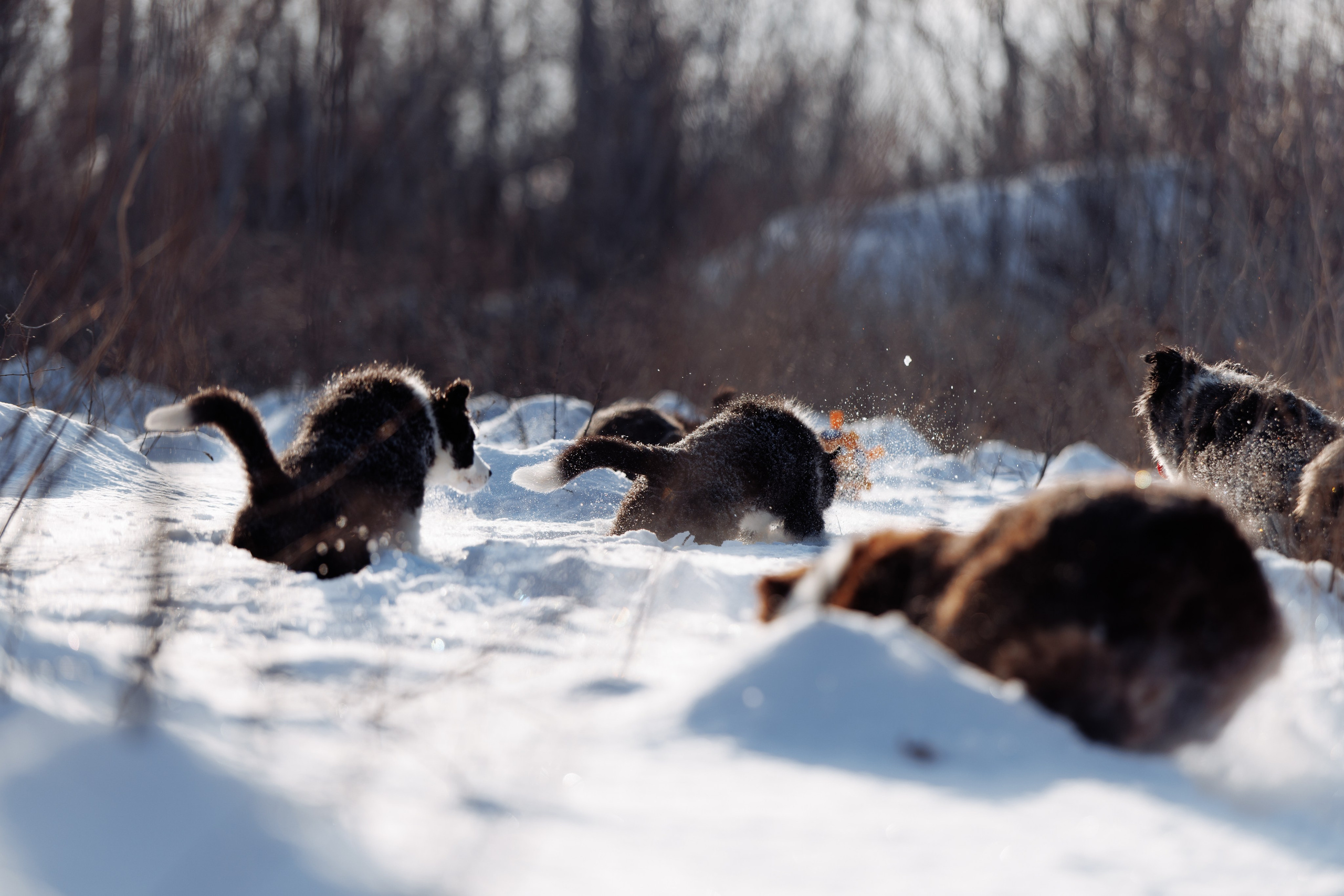 Яркий январь. О нас