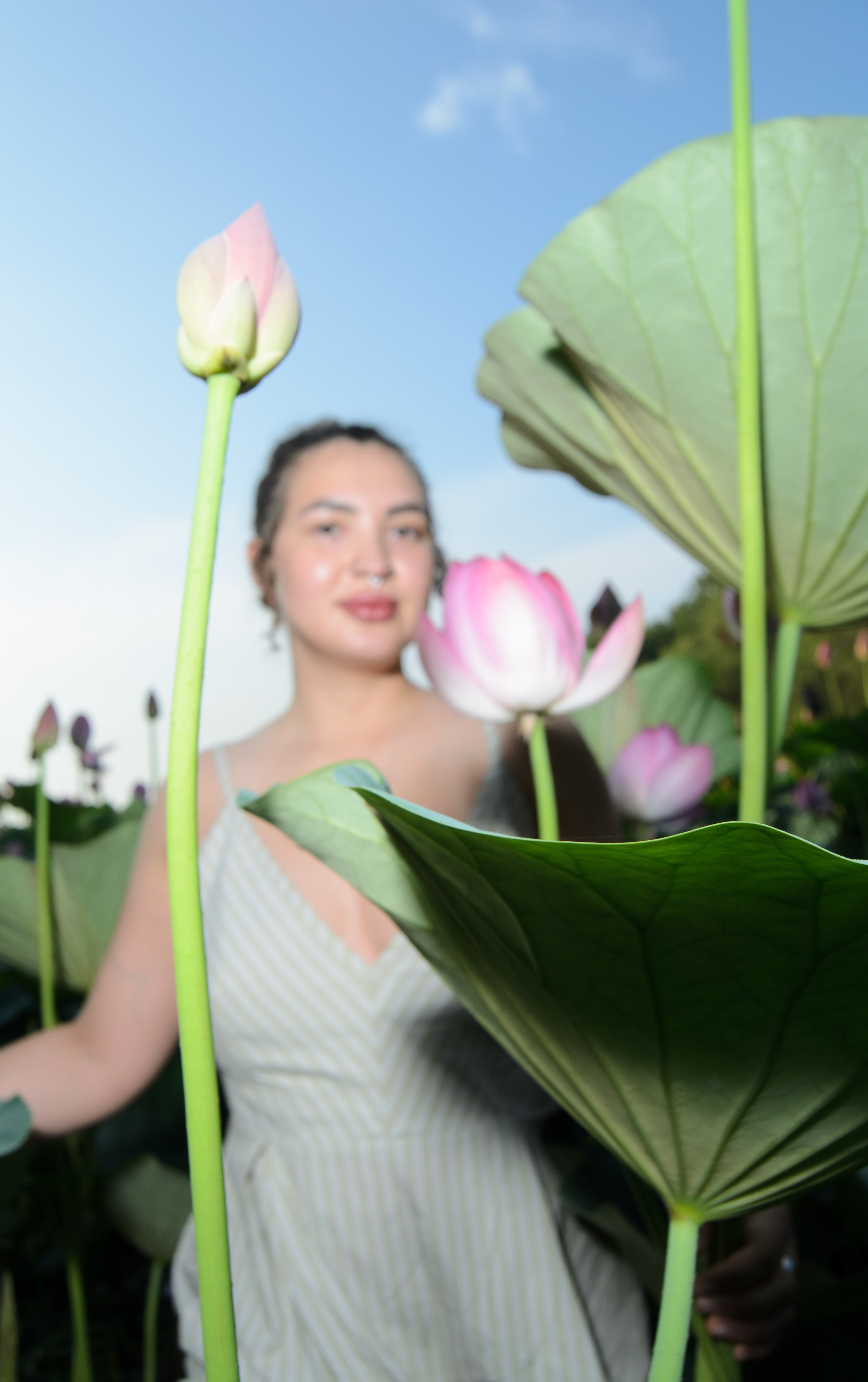 Лотосы. Колентеева Наталья/фотограф