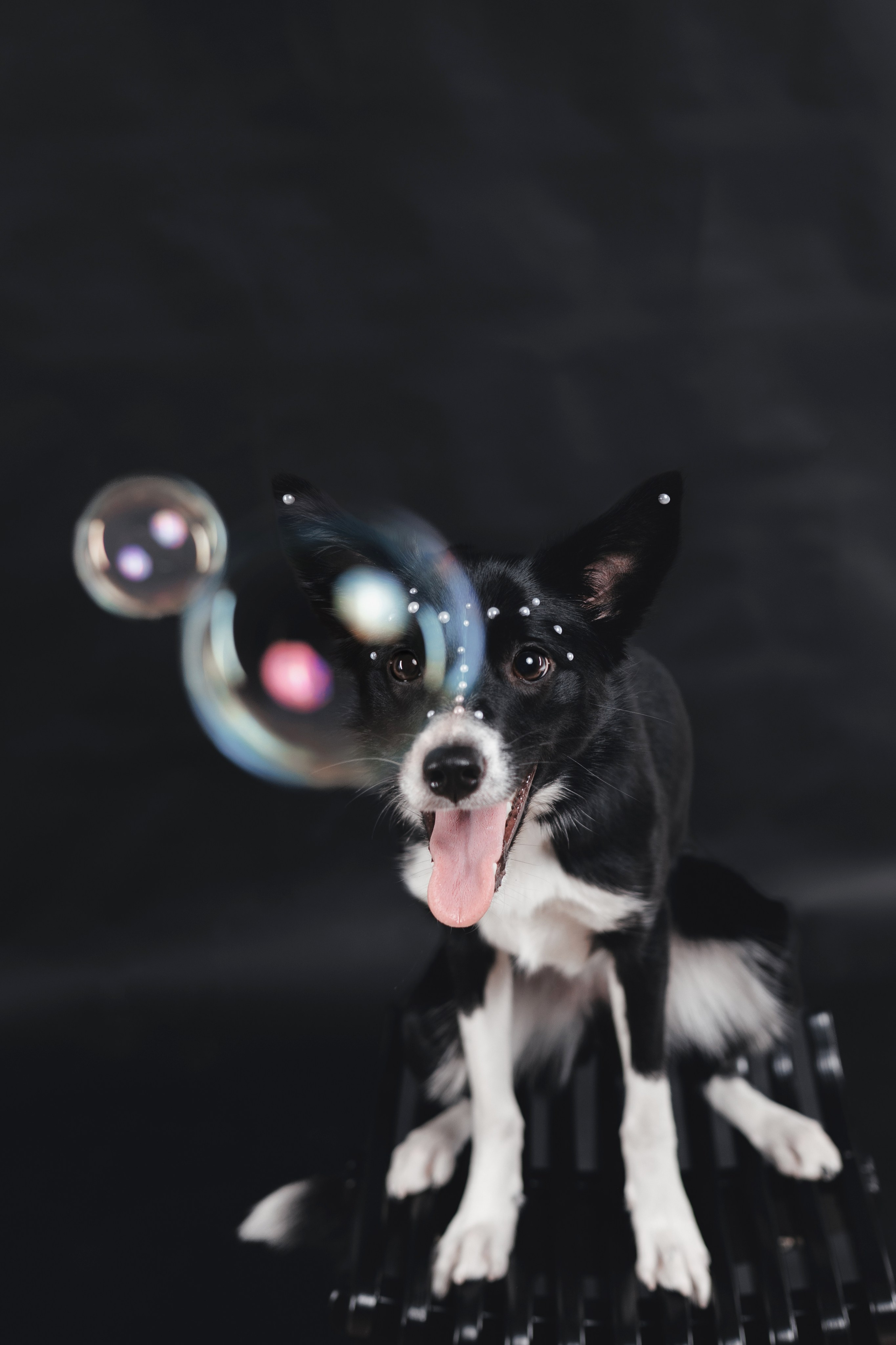 Рей в студии. Фотограф — анималист Владивосток, Алина