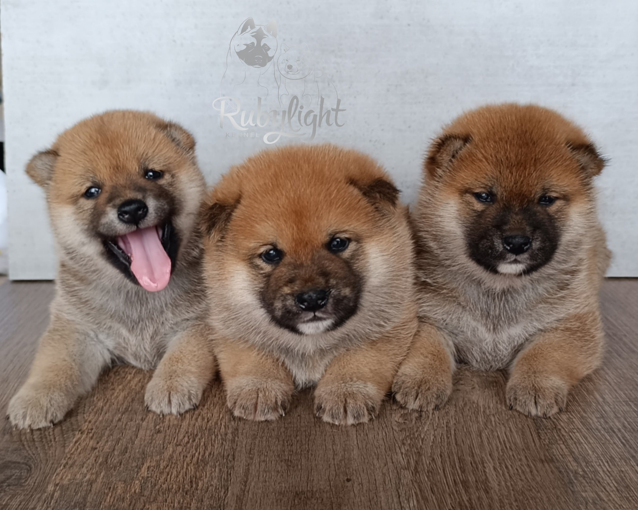 Сиба Помёт Е питомник Рубилайт