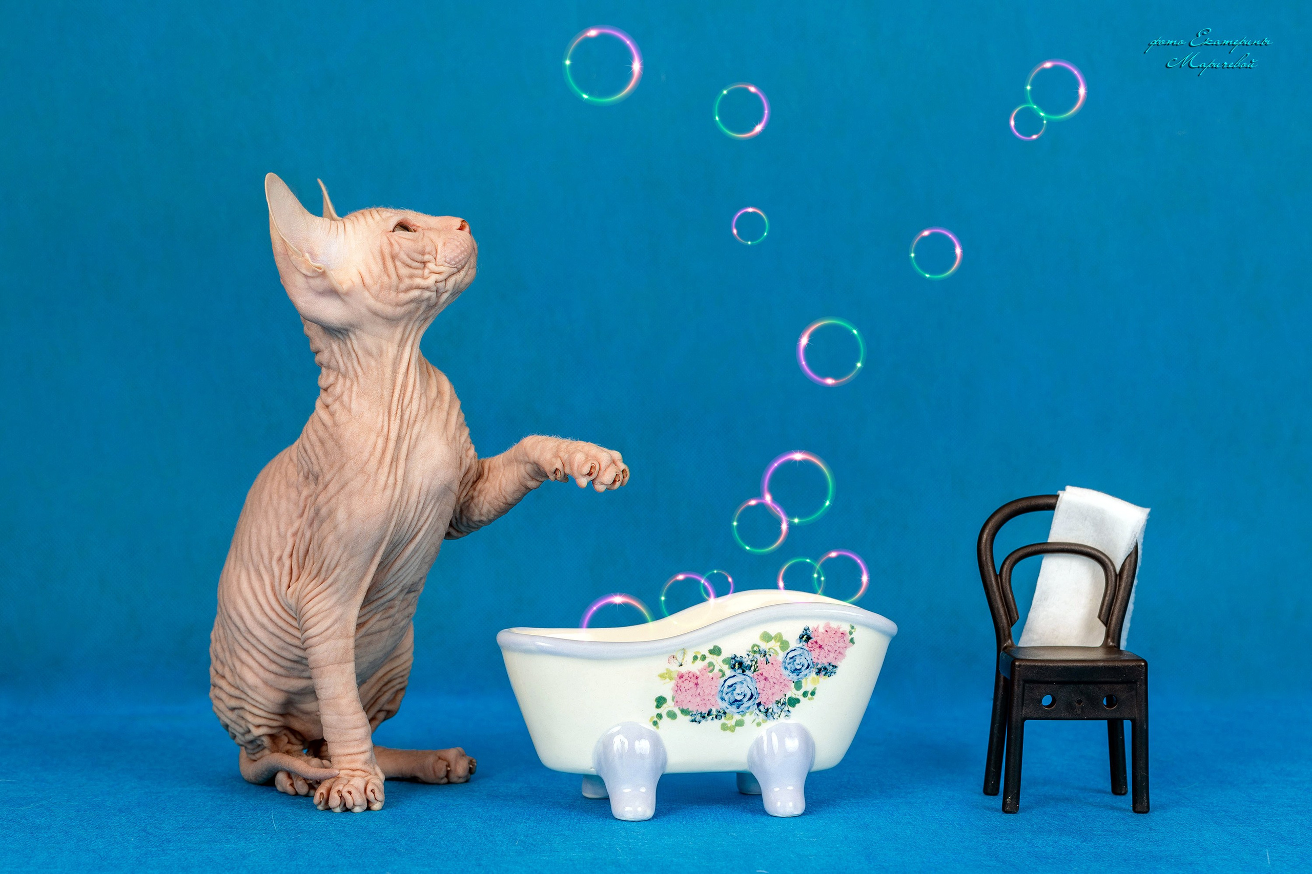 Галерея котят. Фотограф-анималист в Омске Екатерина Маричева