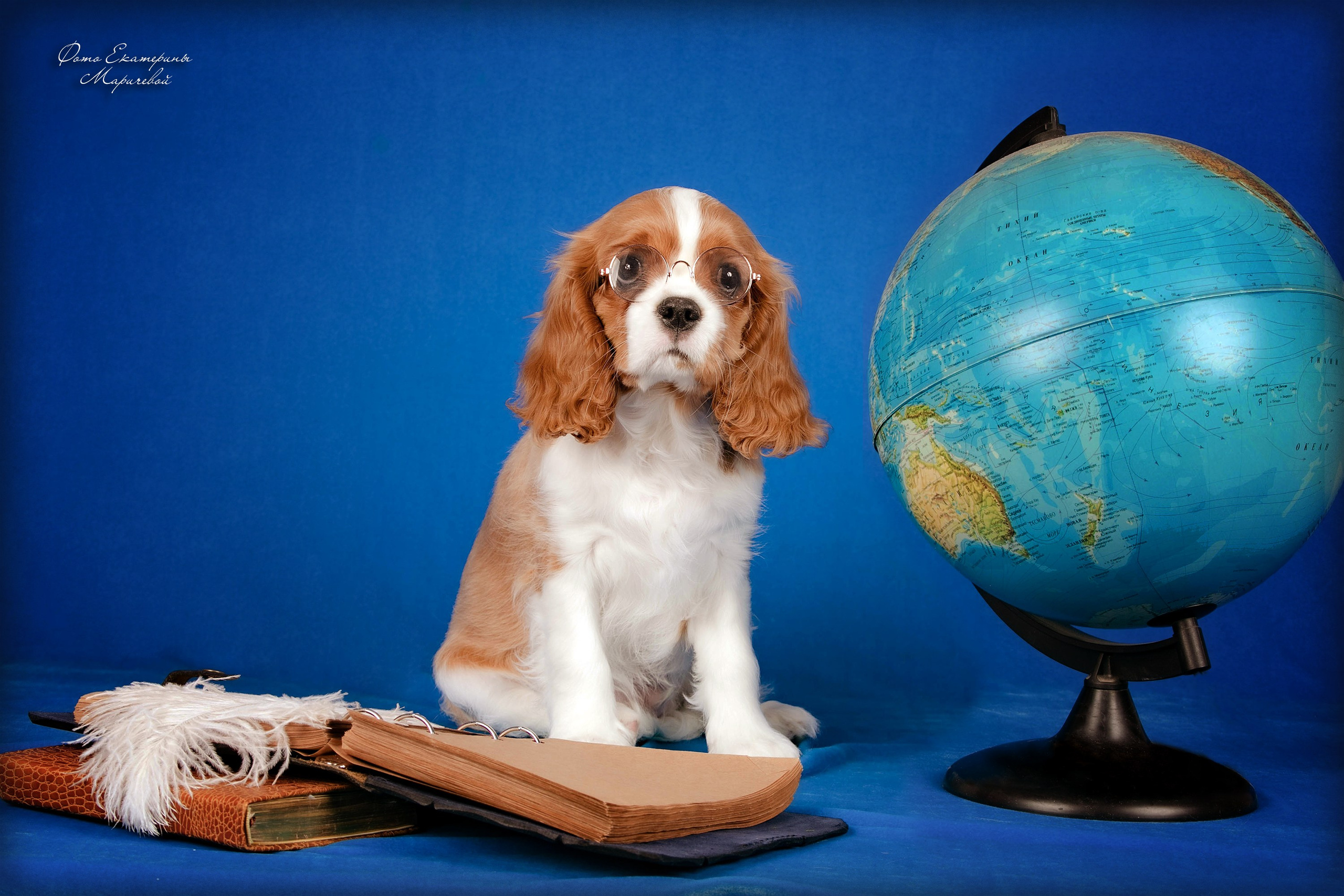 Галерея щенков. Фотограф-анималист в Омске Екатерина Маричева