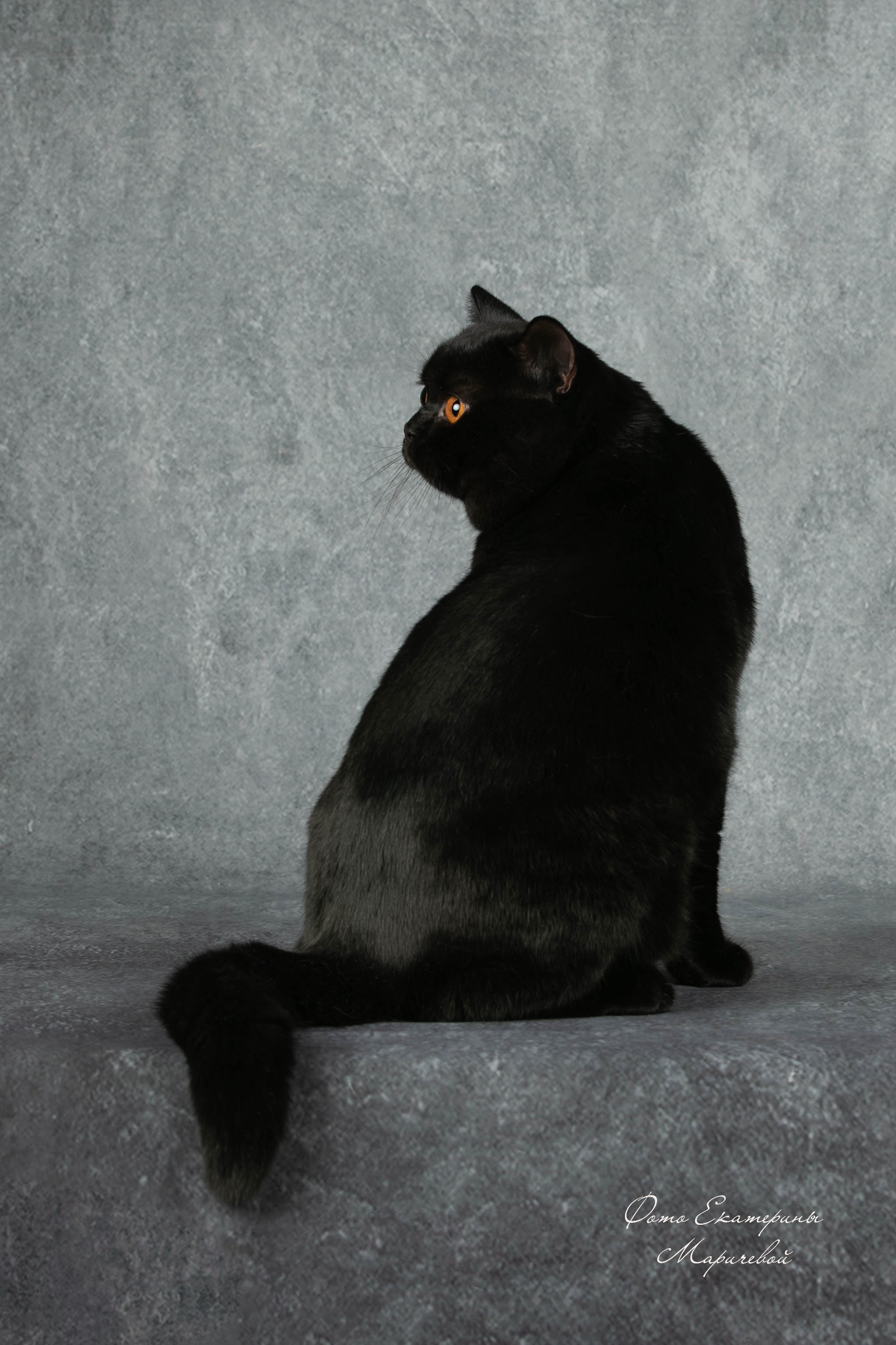 Фоны чёрный, белый, серый. Фотограф-анималист в Омске Екатерина Маричева