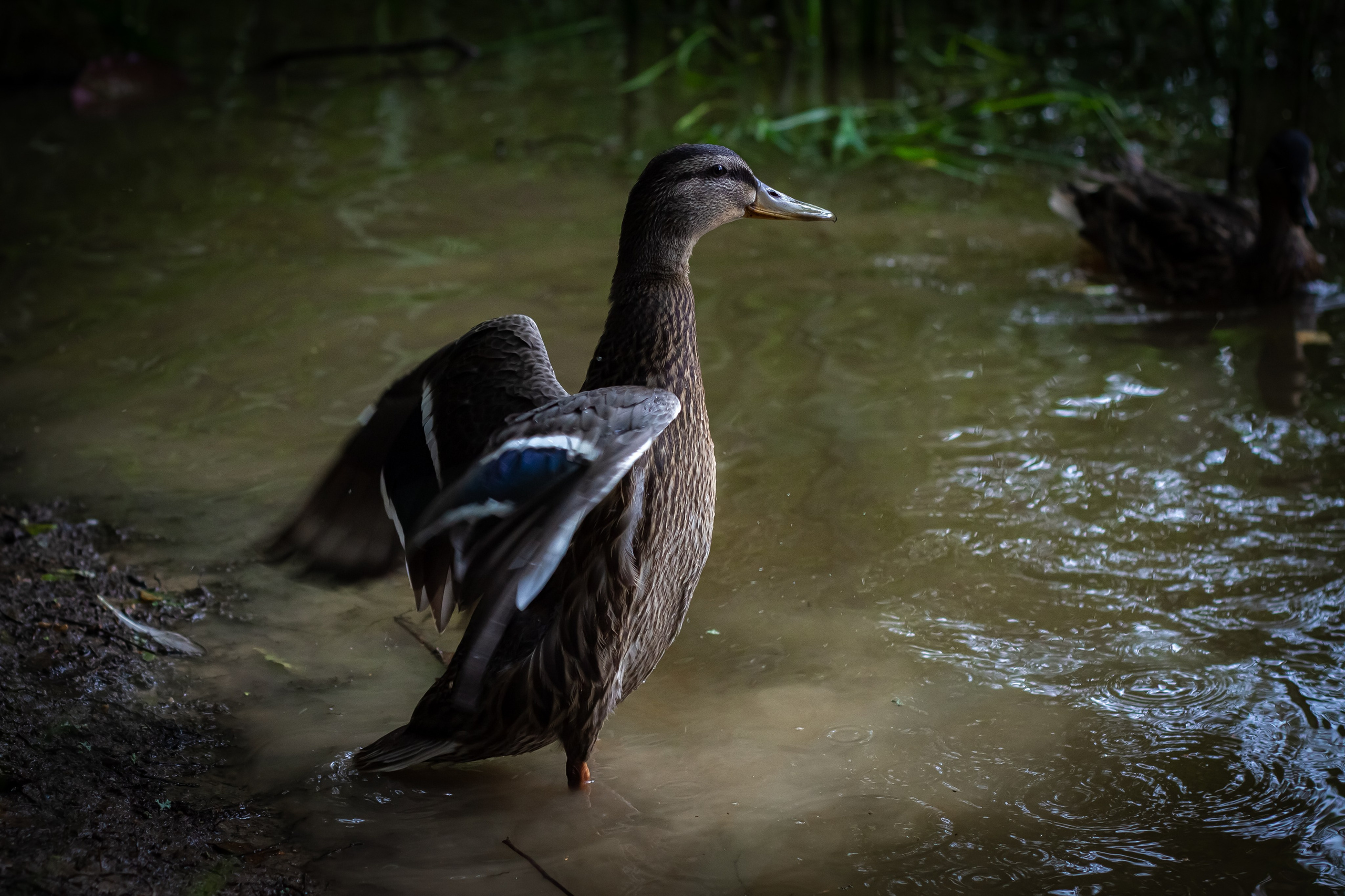 Природа. Polyframe