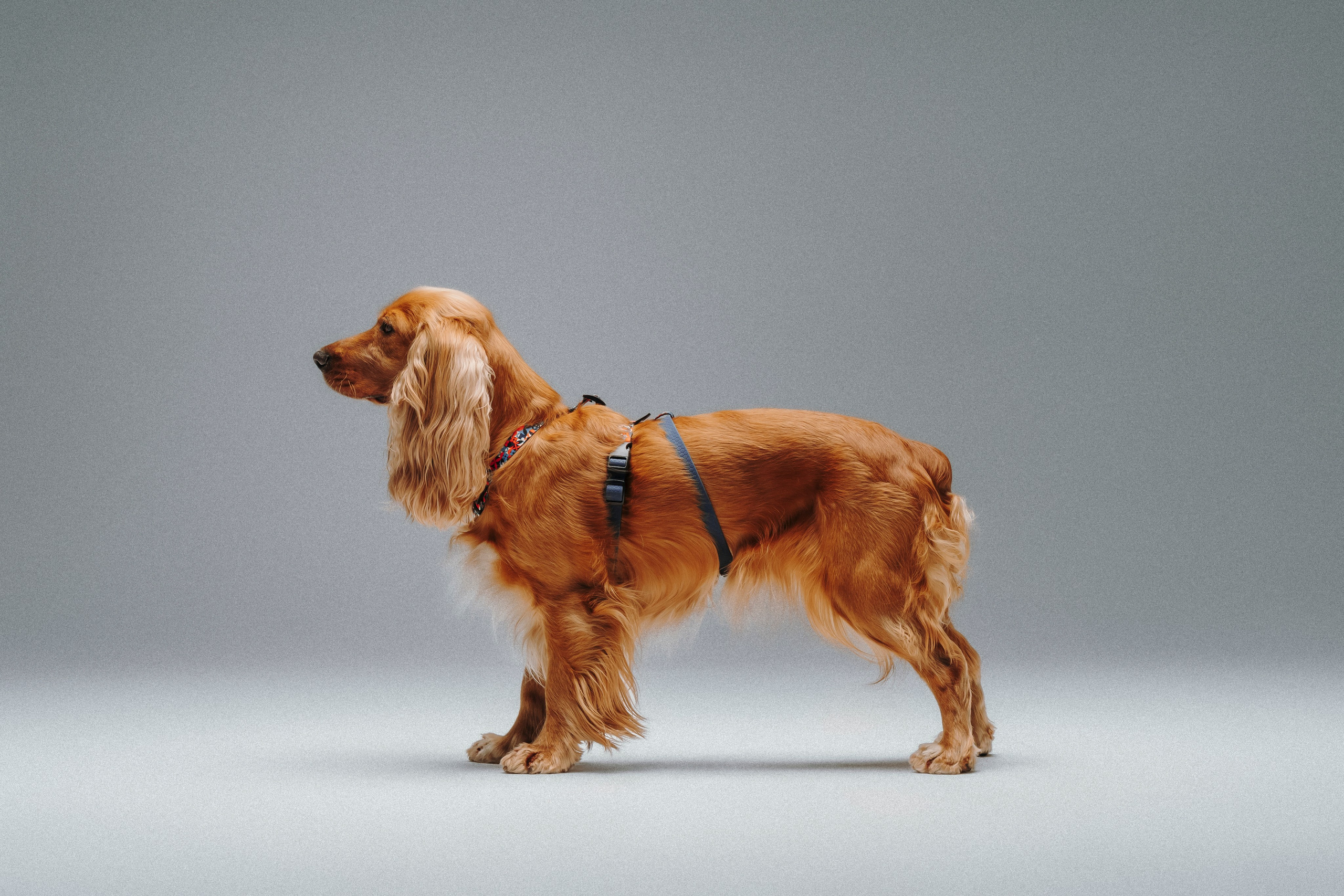 B&F. Амуниция. Семейный фотограф анималист Ананьева Мария — Москва