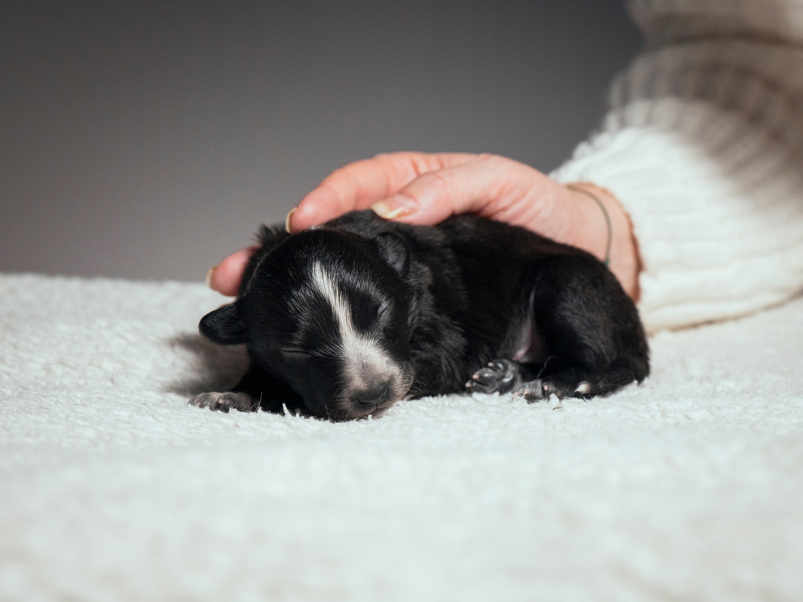 Бордер колли. Семейный фотограф анималист Ананьева Мария — Москва