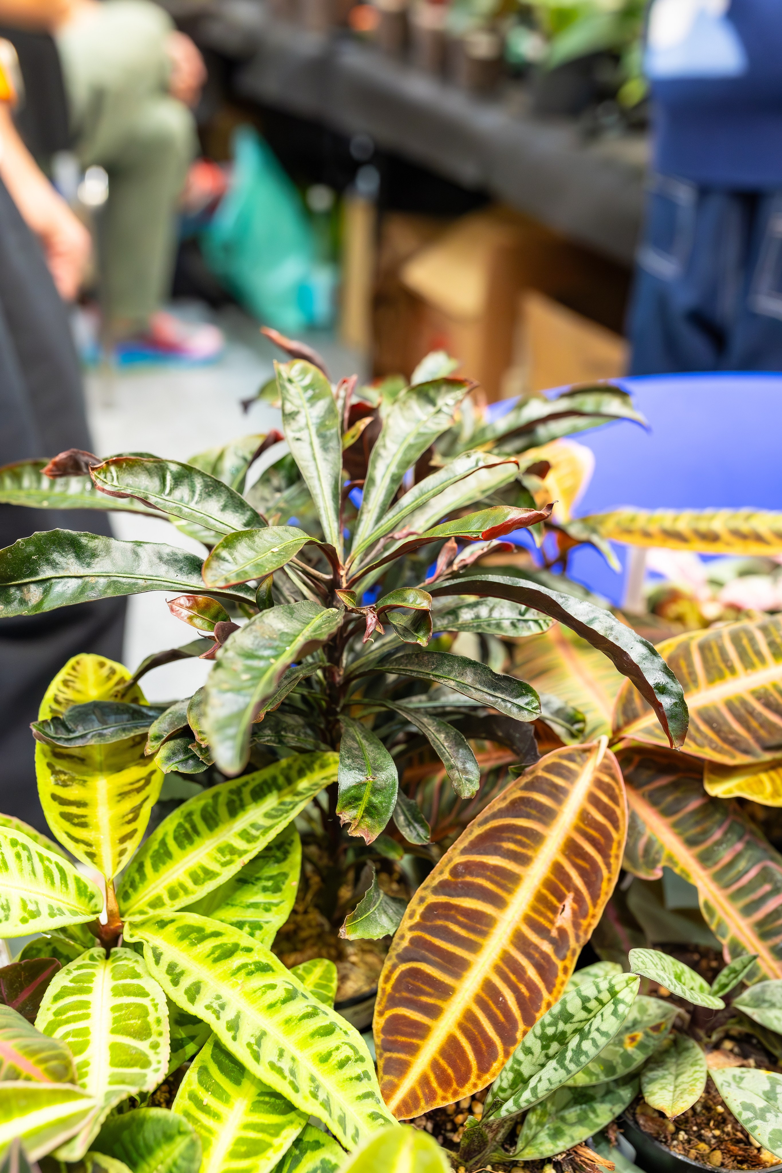 Орхидиум сентябрь 2025. Александра Куликова фотограф, Москва