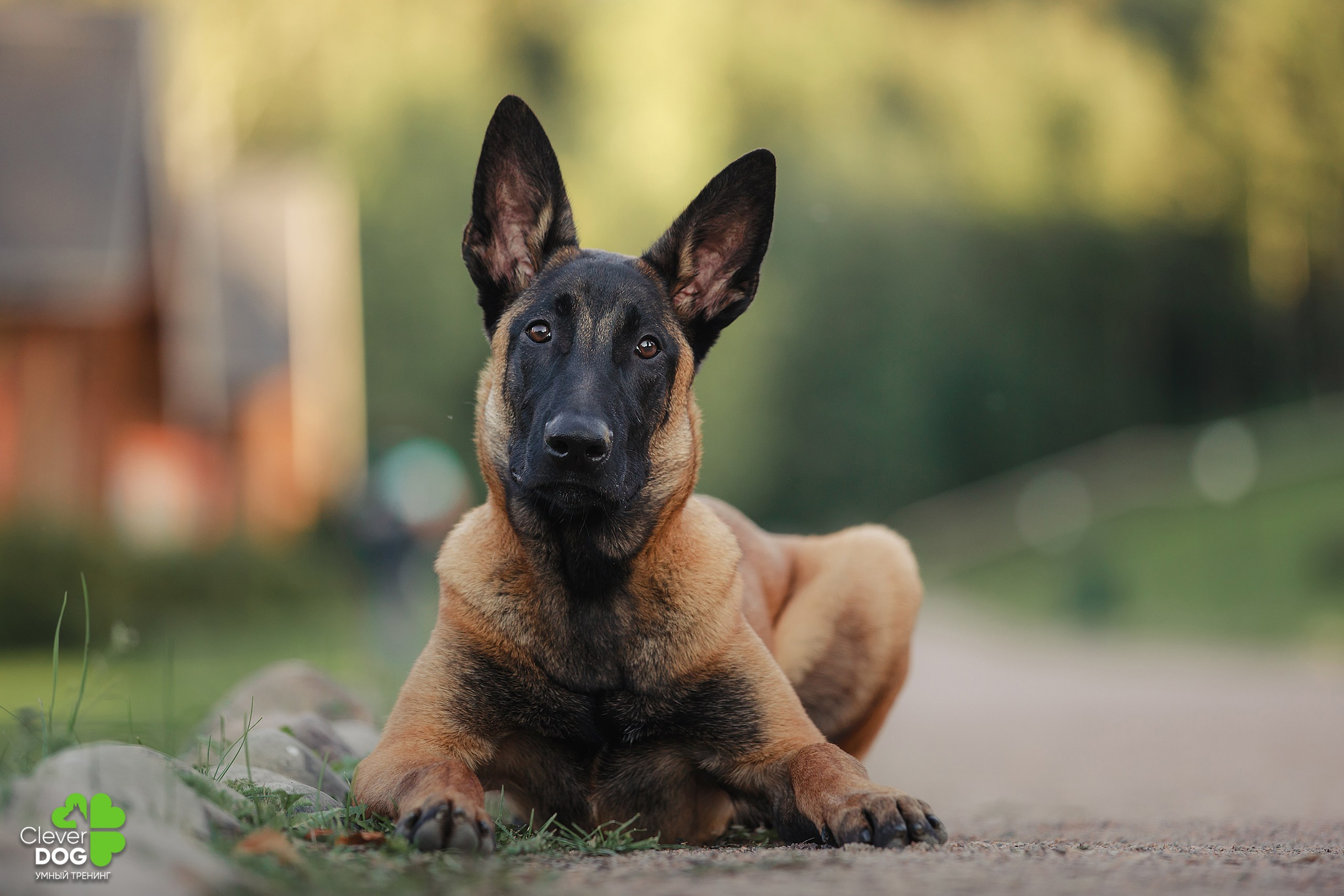 Кинологический лагерь CleverDog, 2024. Фотограф-анималист Mary Mart — Москва, Питер